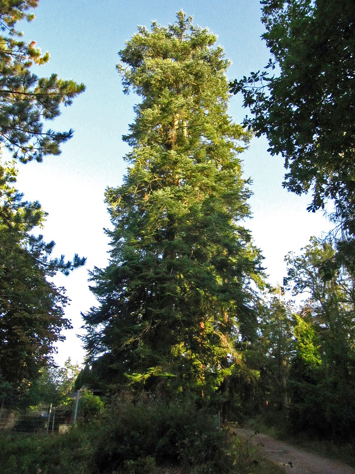 Abies grandis - Bad Kreuznach - Aug. 2024