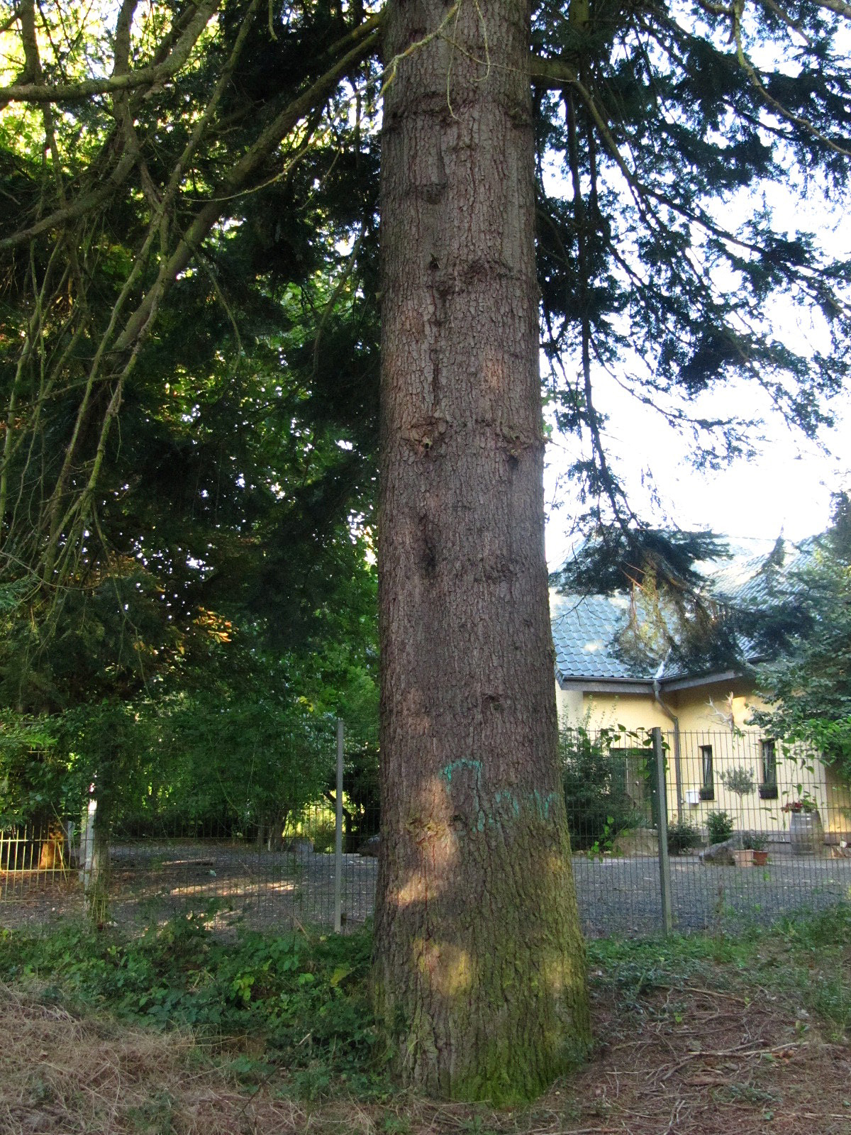 Abies grandis - Bad Kreuznach - Aug. 2024