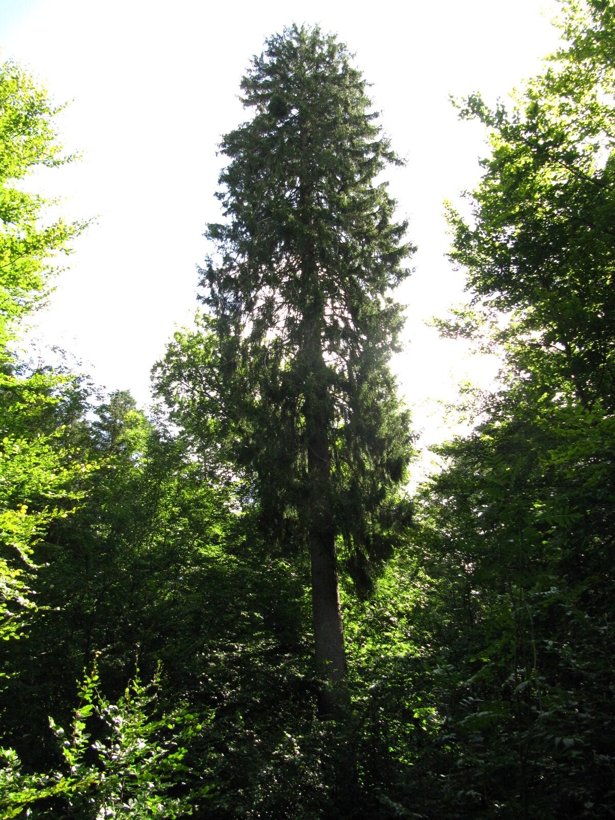 Ruwerfichte - Kell am See, Osburger Hochwald - Aug. 2024