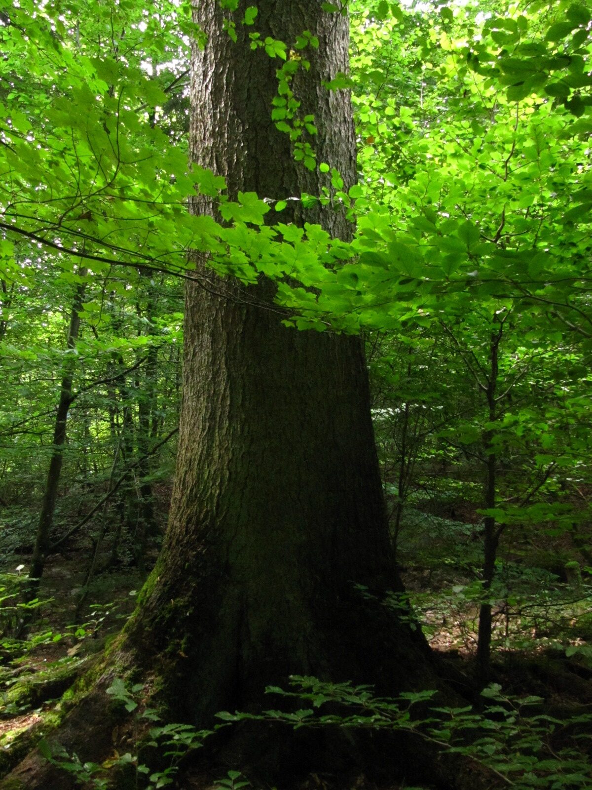 Ruwerfichte - Kell am See, Osburger Hochwald - Aug. 2024