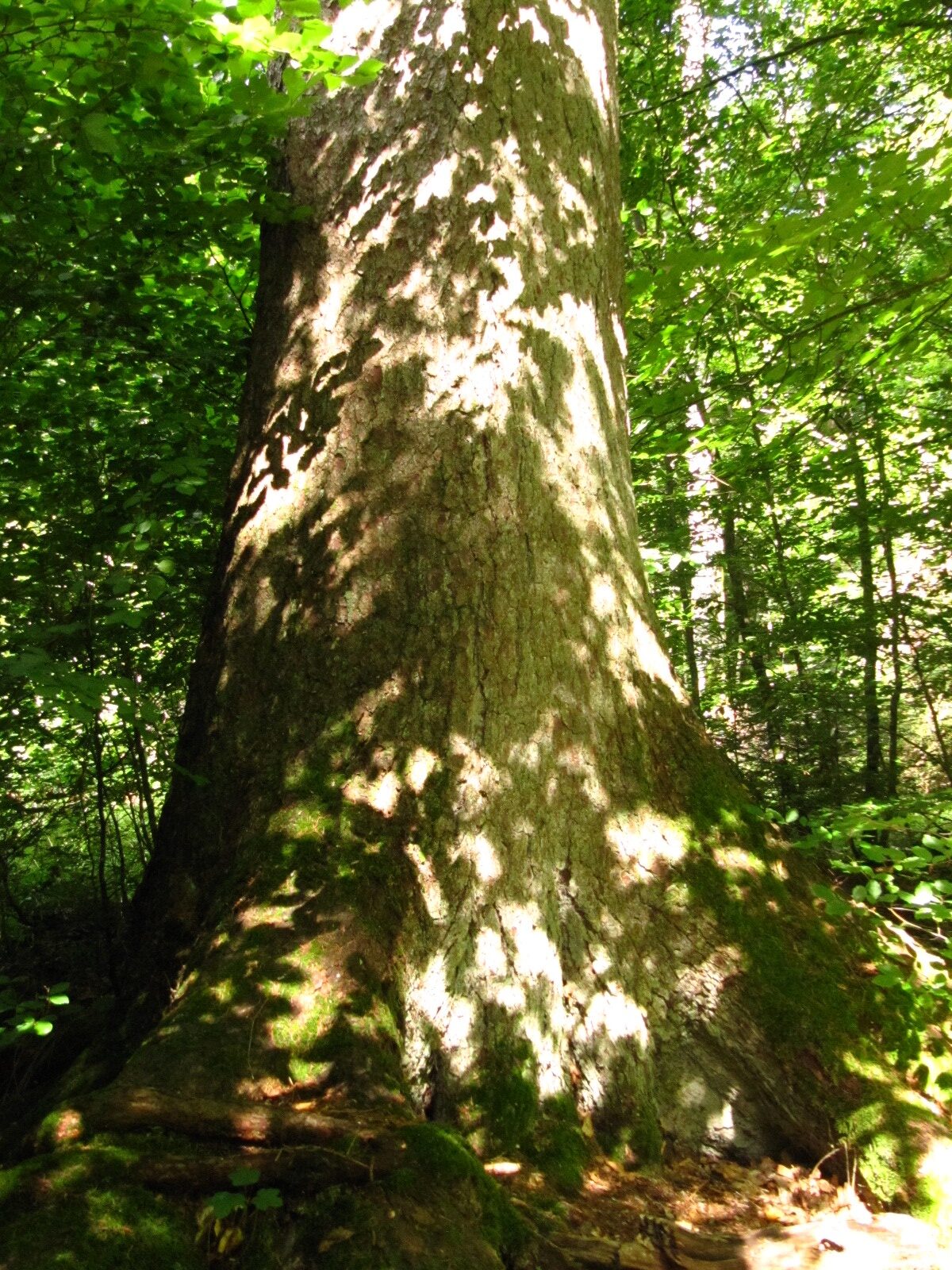 Ruwerfichte - Kell am See, Osburger Hochwald - Aug. 2024