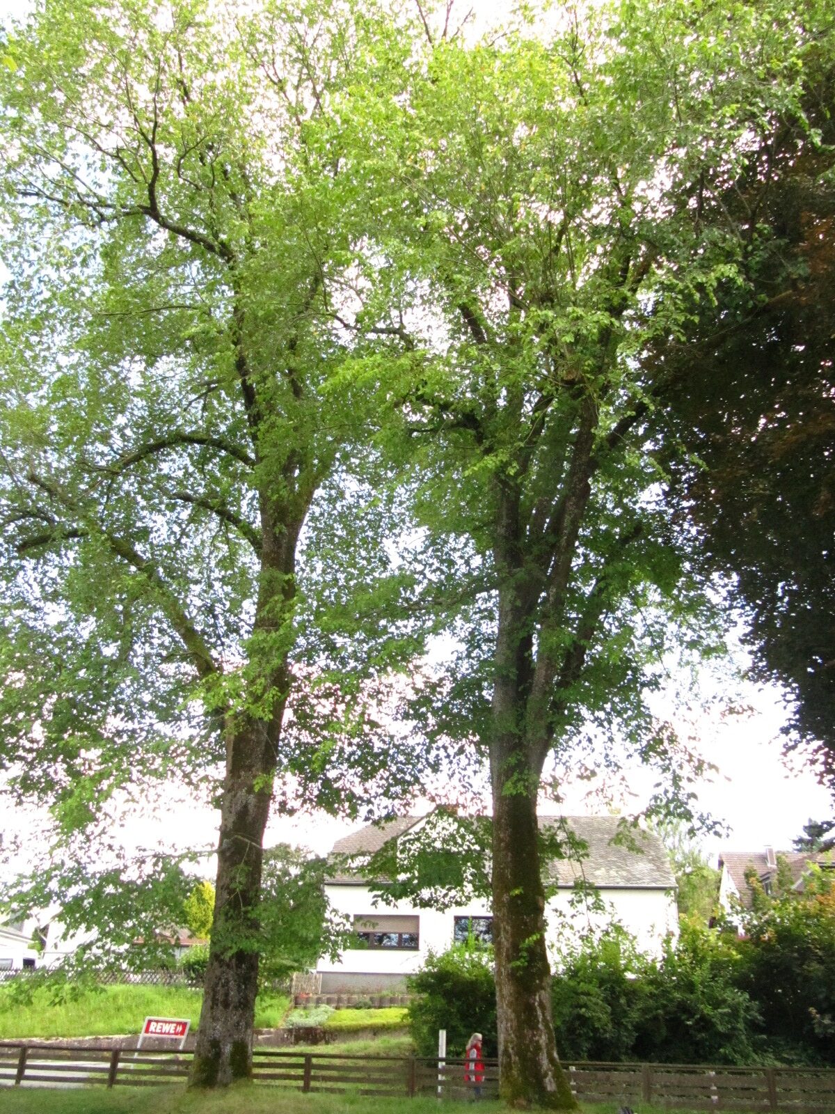 Ulmus glabra - Kell am See - Aug. 2024