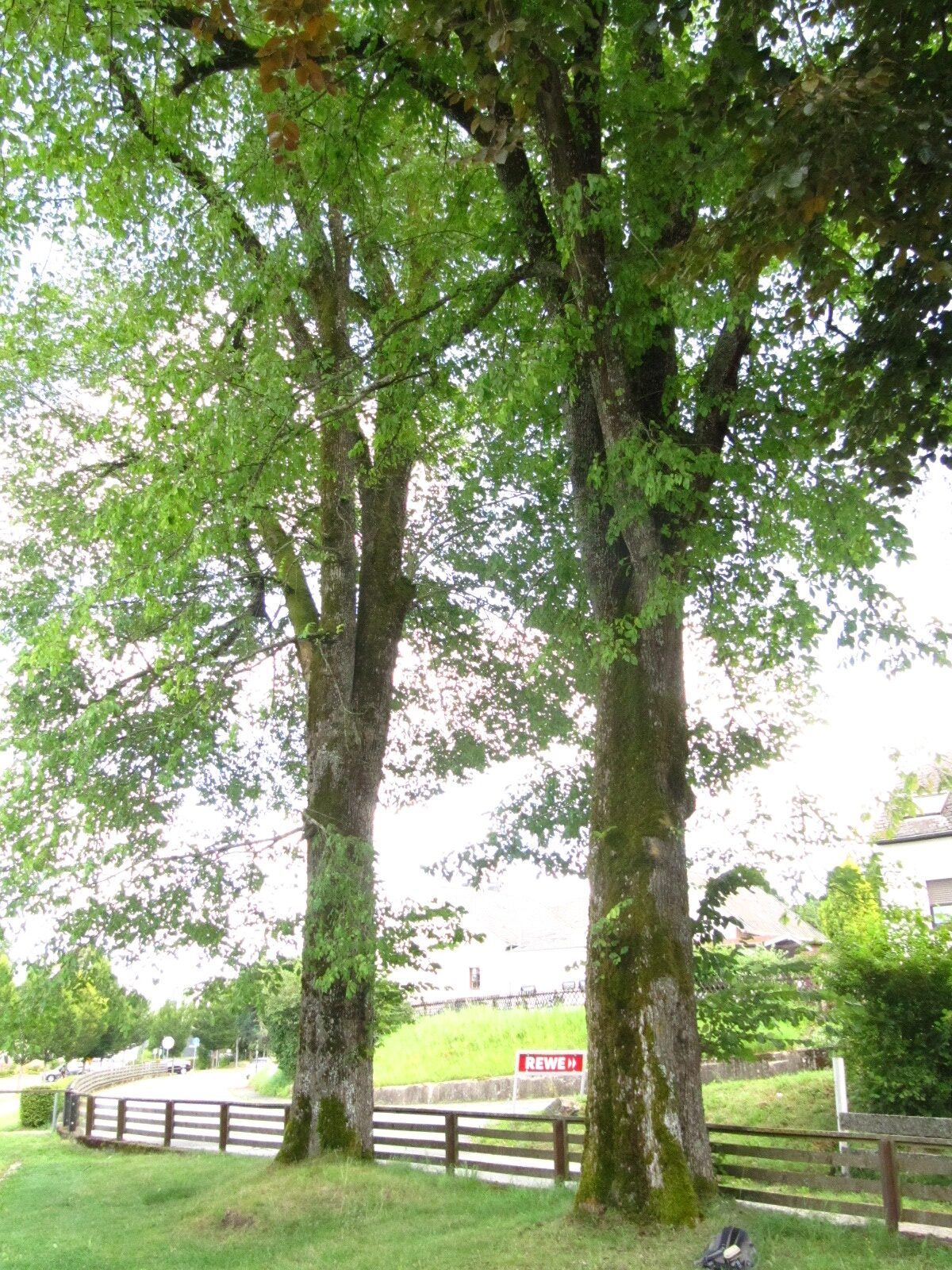 Ulmus glabra - Kell am See - Aug. 2024