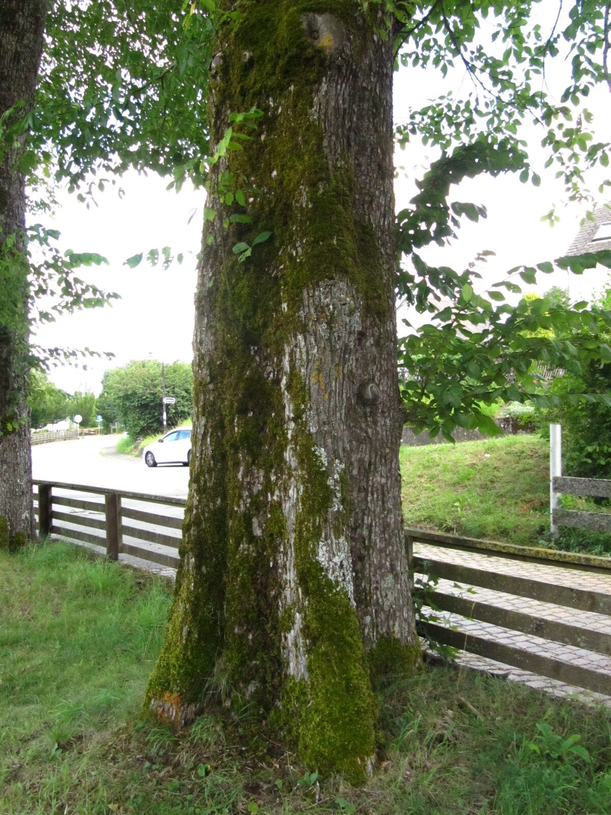 Ulmus glabra - Kell am See - Aug. 2024