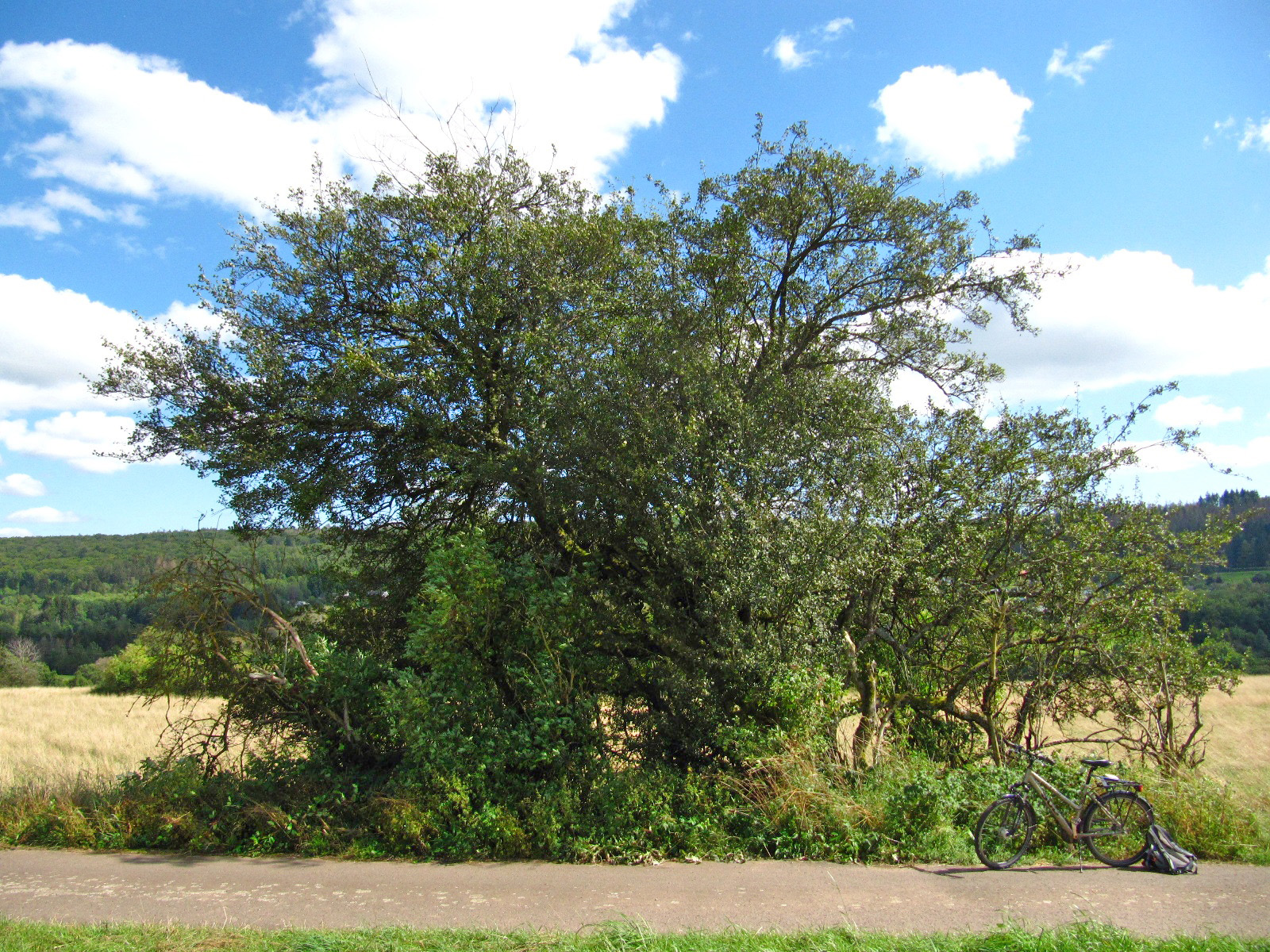 Weißdorn - Züsch - Aug. 2024