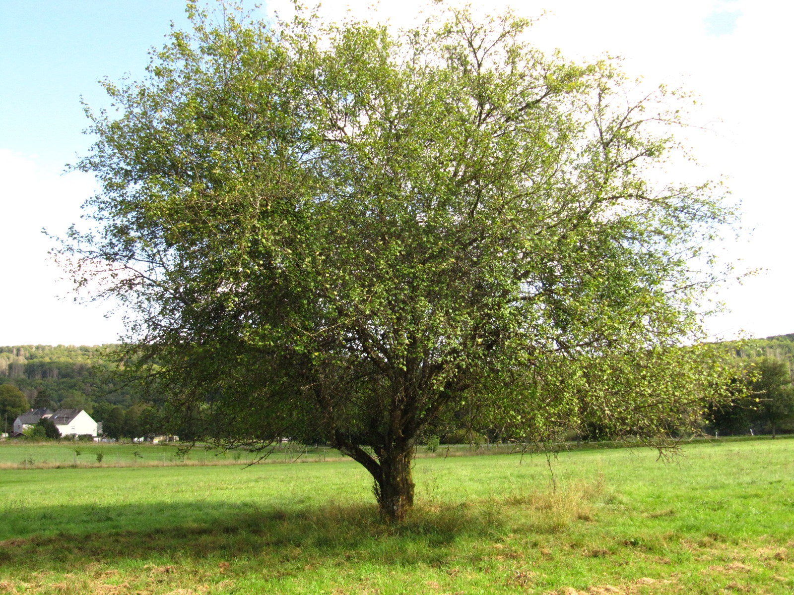 Malus sylvestris - NP Hunsrück-Hochwald - Aug. 2024