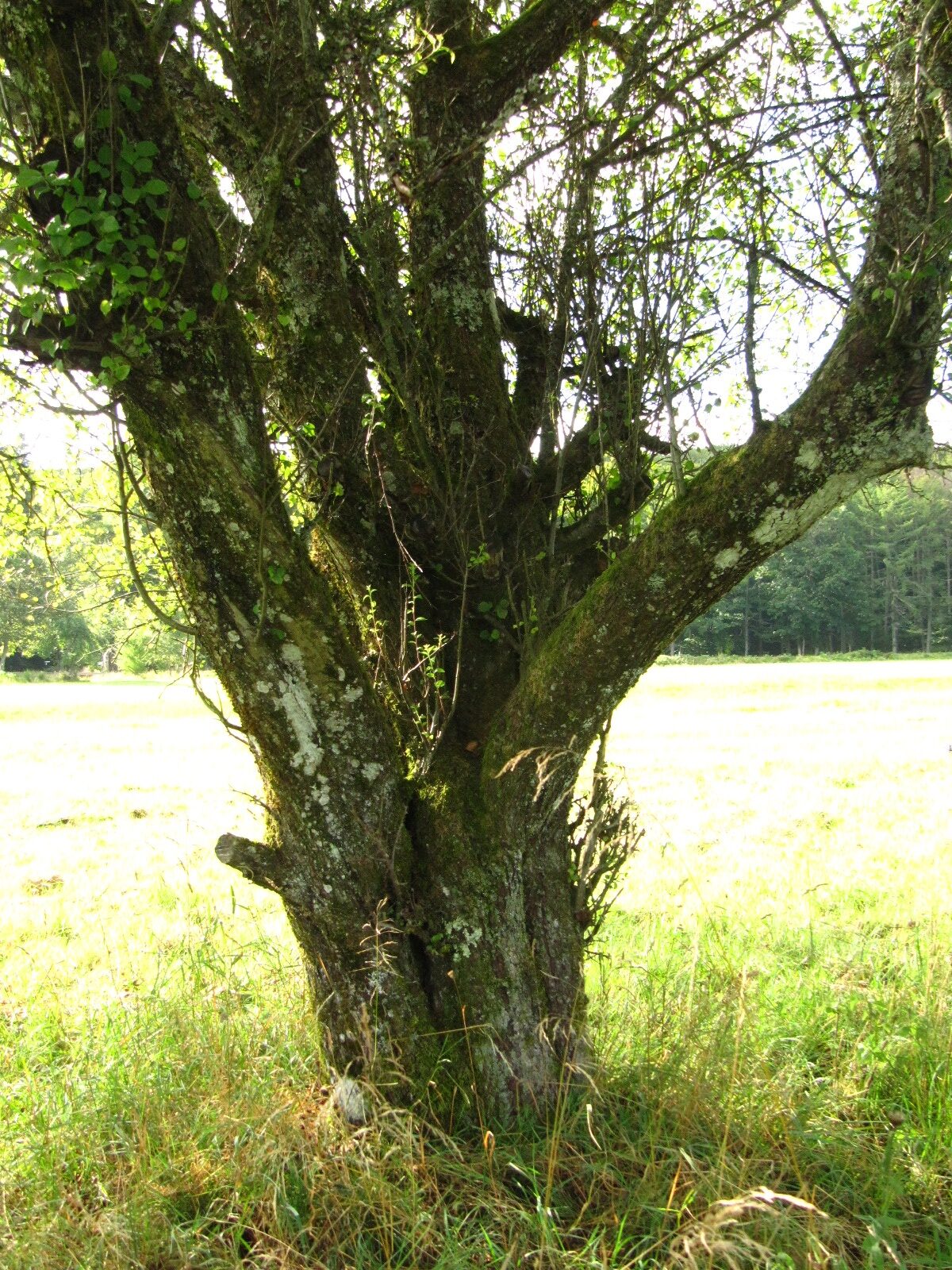Malus sylvestris - NP Hunsrück, Hochwald - Aug. 2024