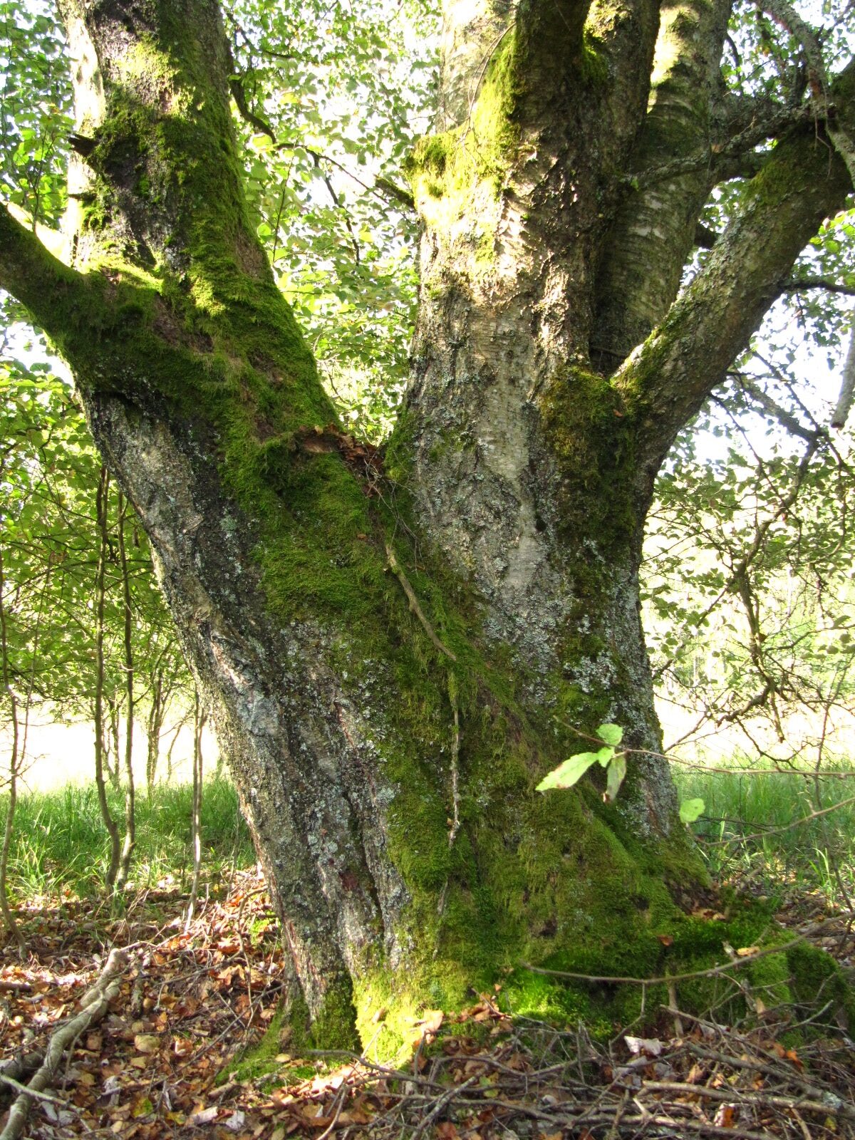Betula pubescens - NP Hunsrück-Hochwald - Aug. 2024