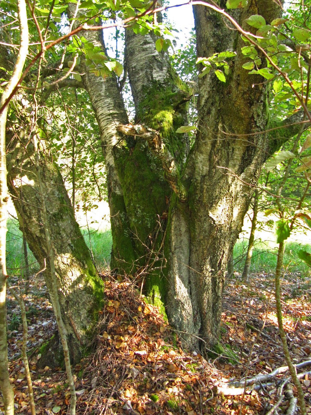 Betula pubescens - NP Hunsrück-Hochwald - Aug. 2024