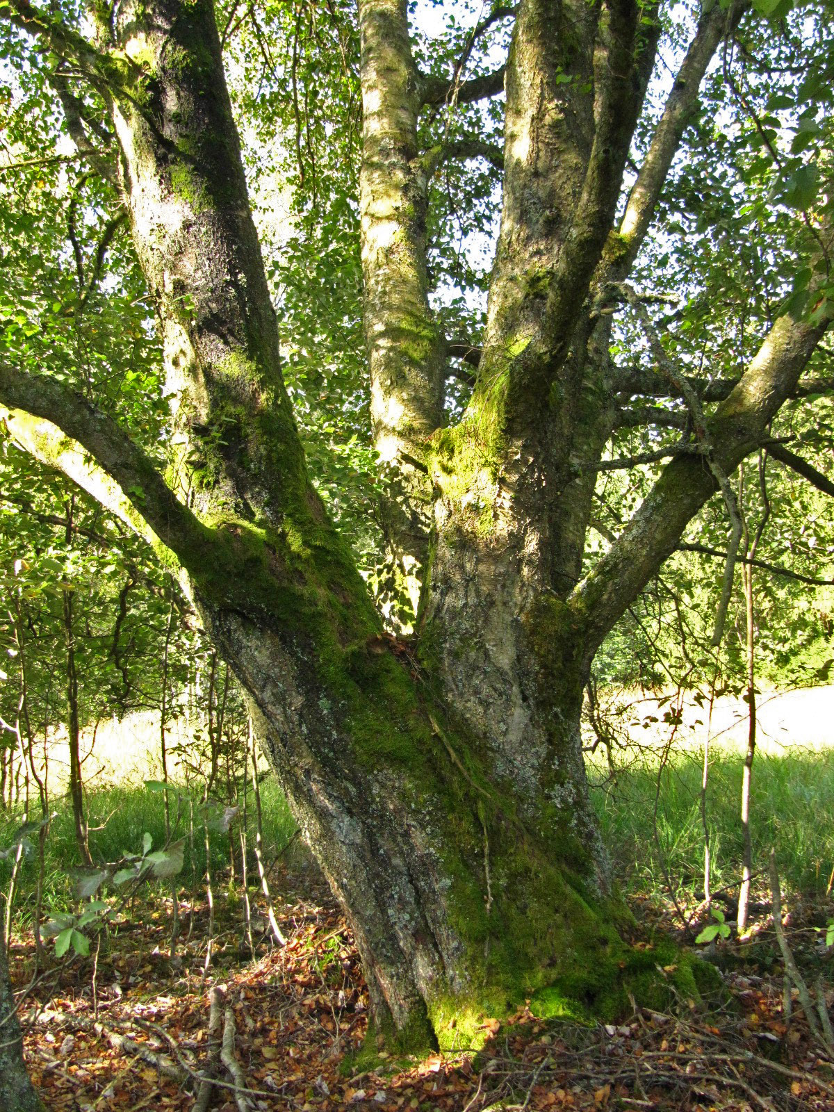 Betula pubescens - NP Hunsrück-Hochwald - Aug. 2024