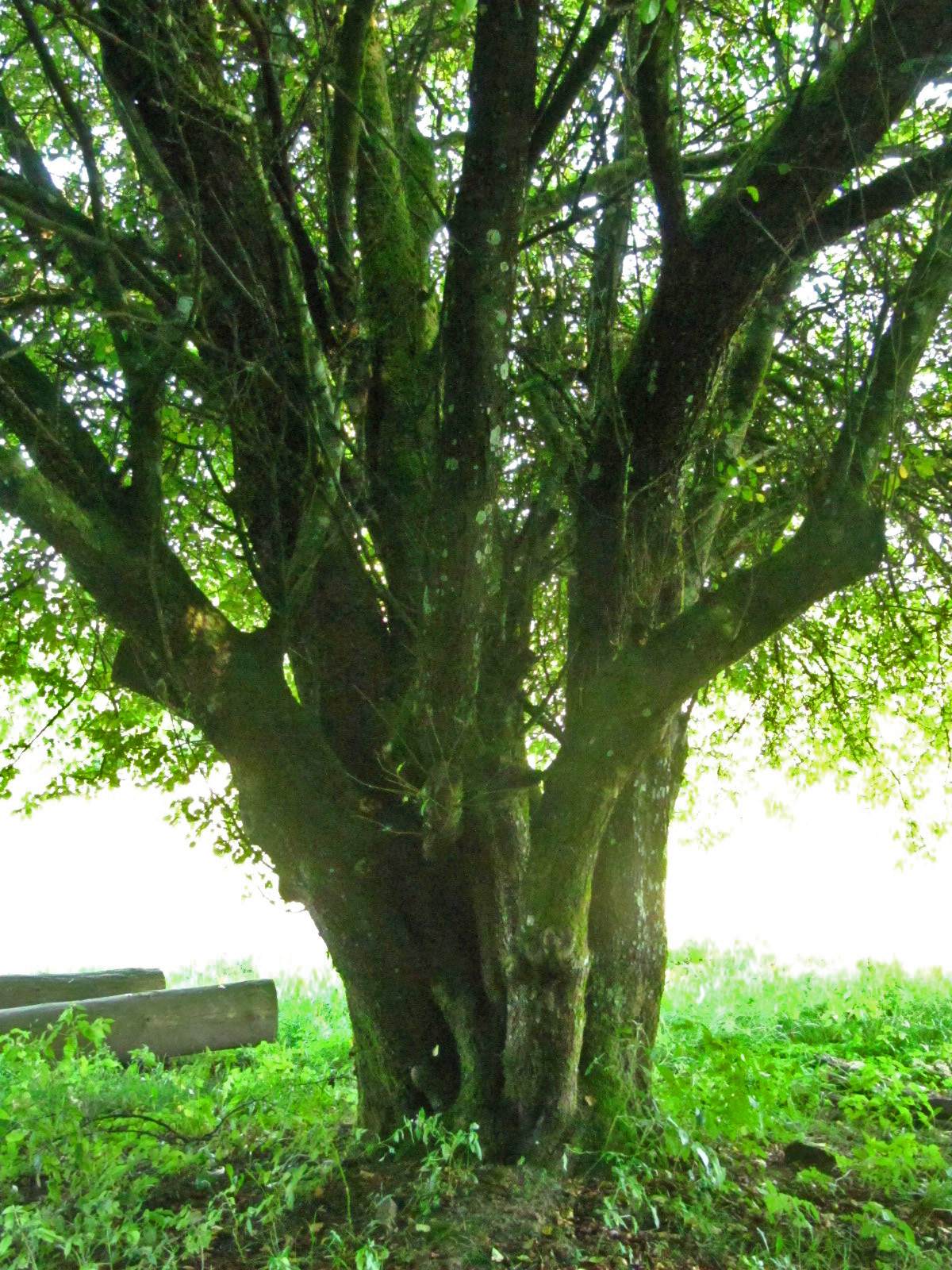 Malus sylvestris - Ruine Baldenau - Aug. 2024