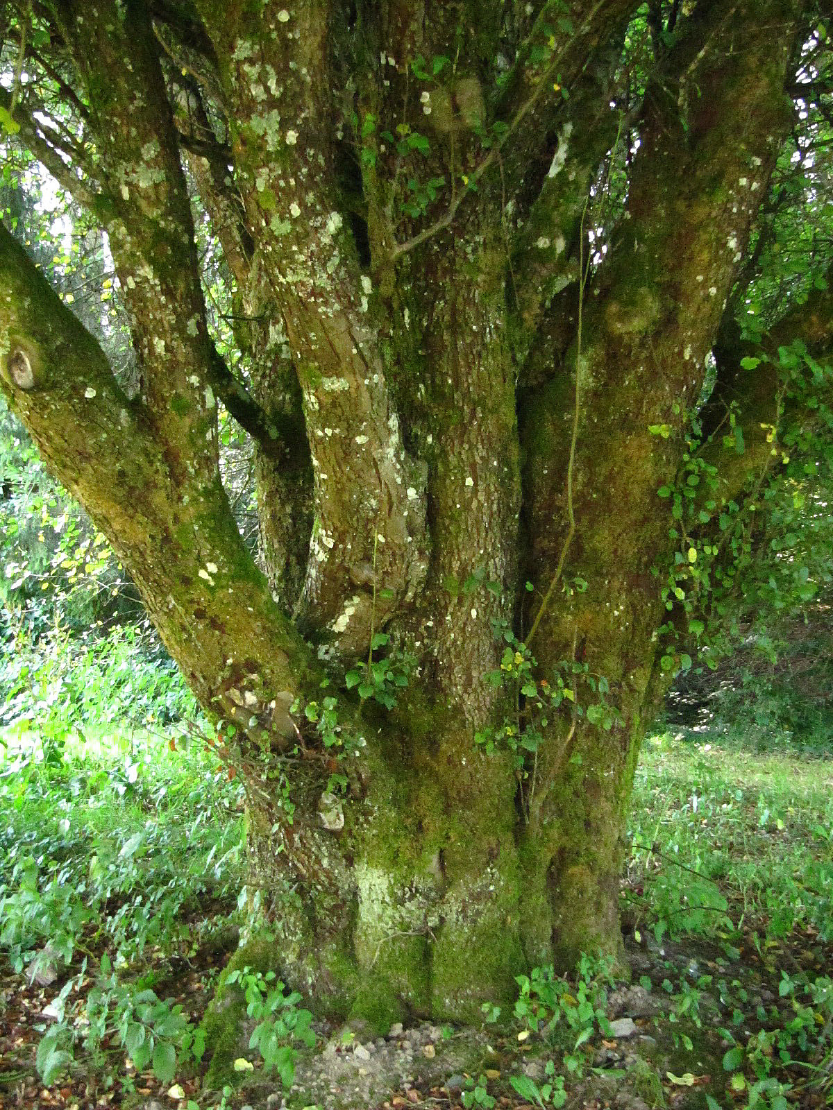 Malus sylvestris - Ruine Baldenau - Aug. 2024