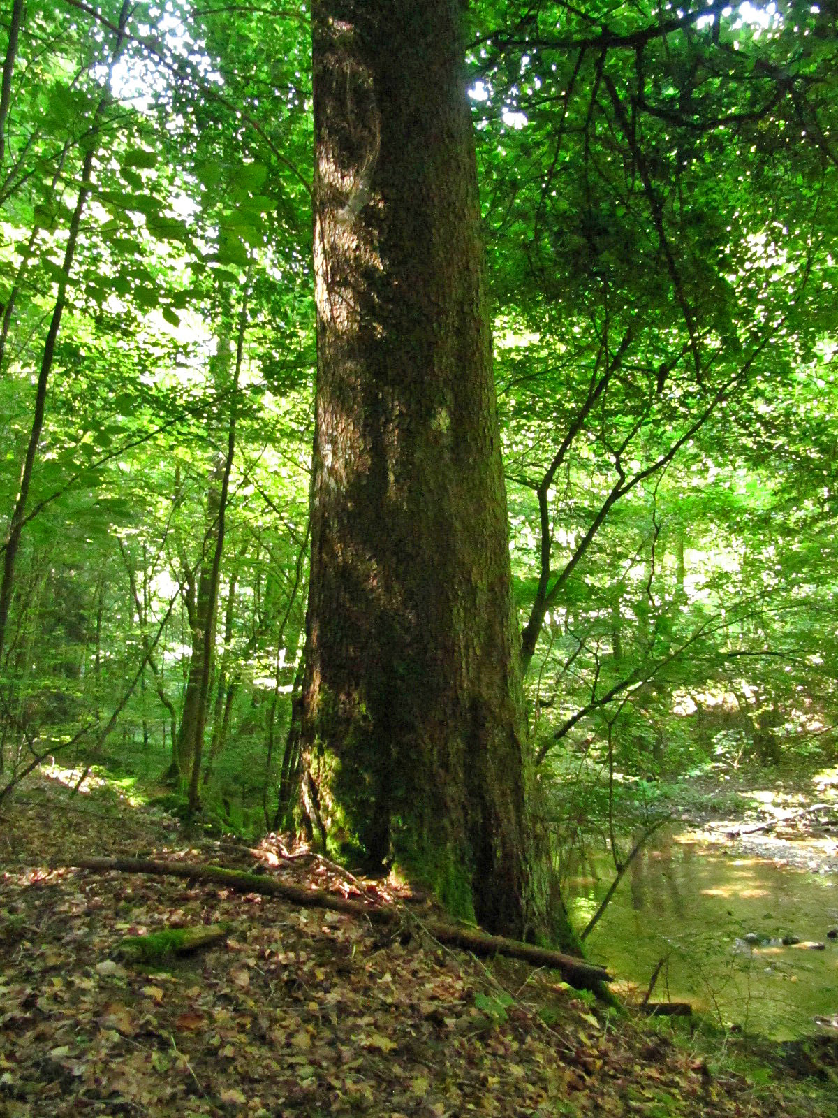 Abies alba - Im Dhrontal bei Horath - Aug. 2024