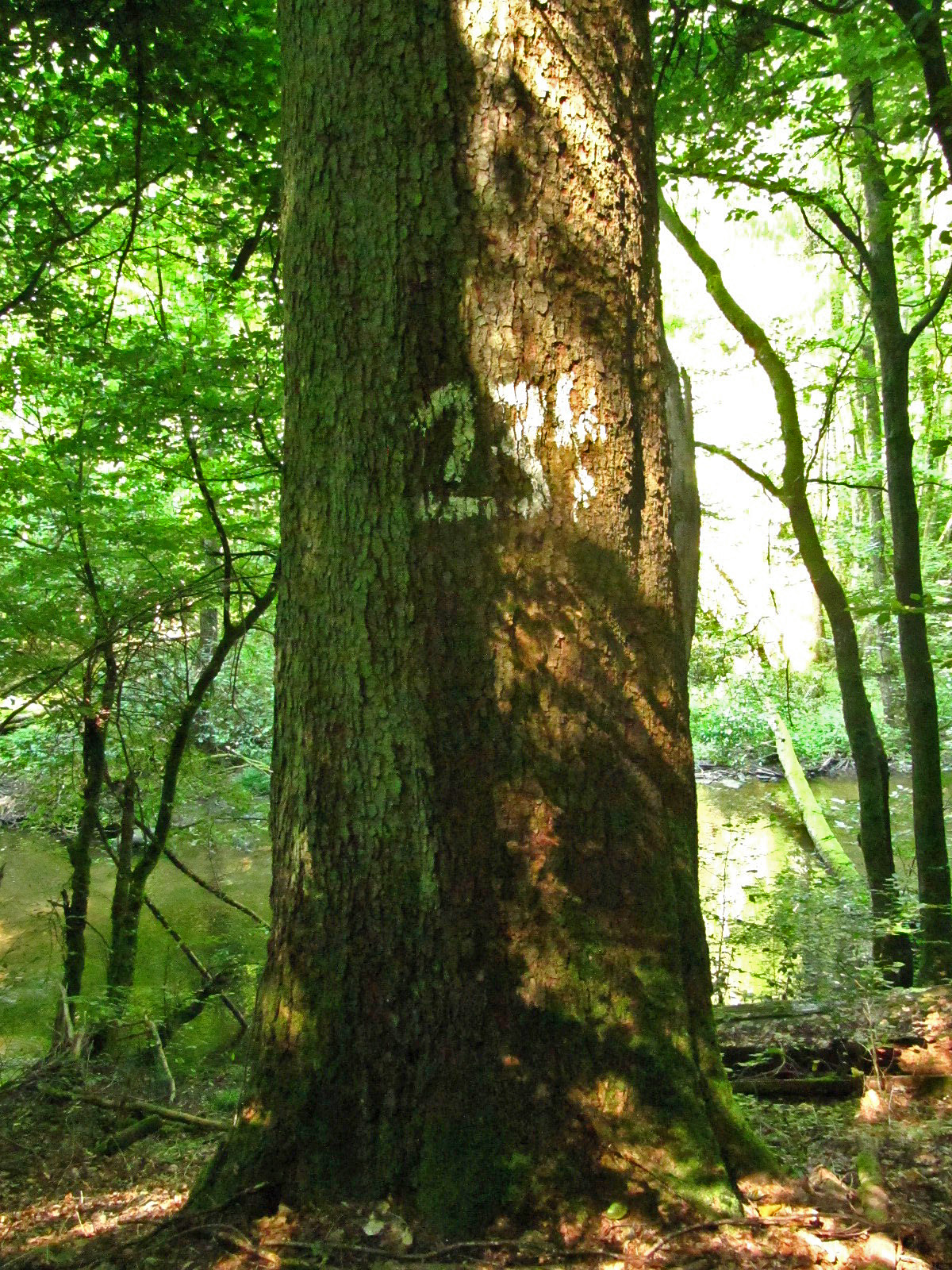 Abies alba - Im Dhrontal bei Horath - Aug. 2024