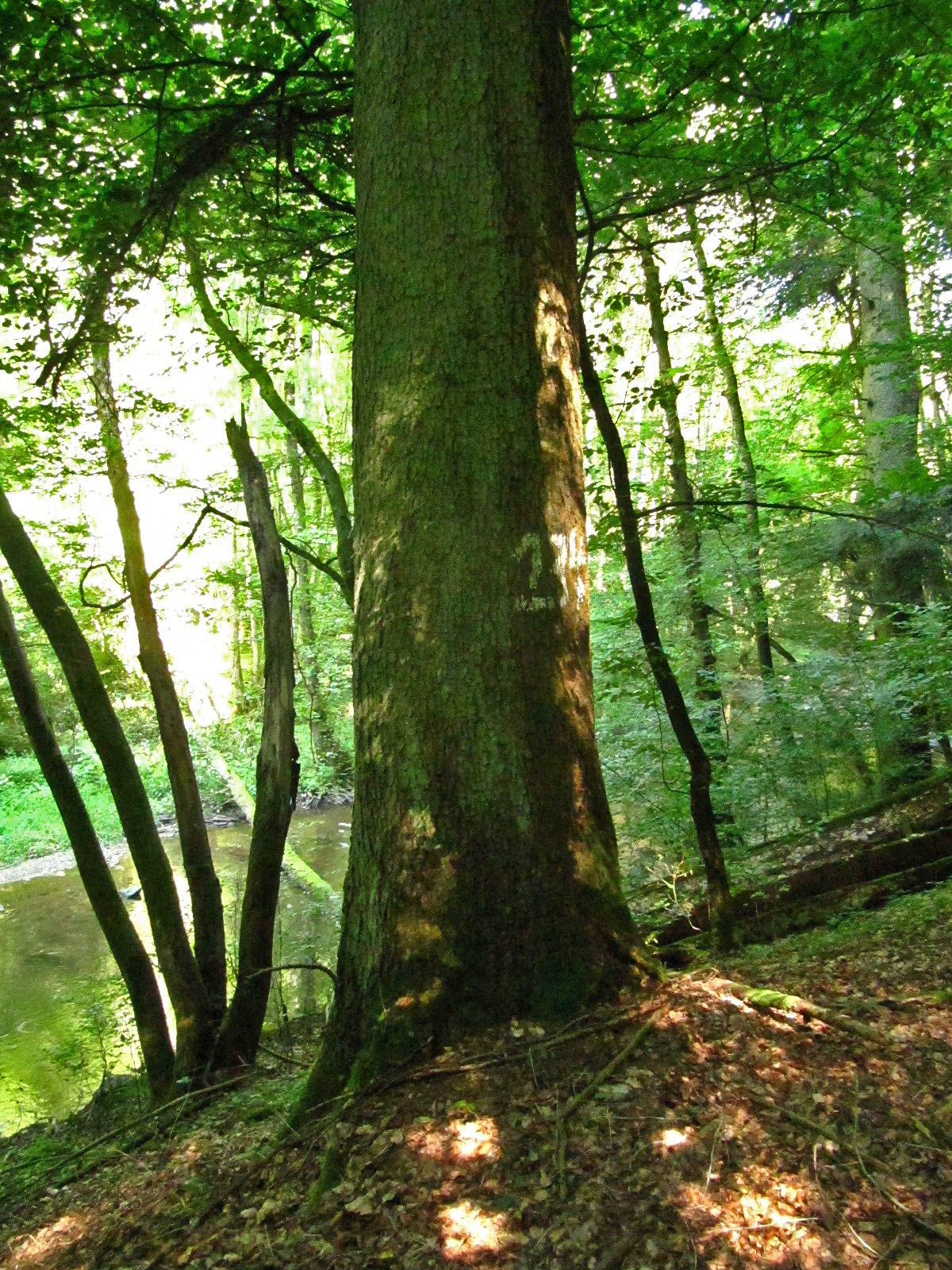 Abies alba - Im Dhrontal bei Horath - Aug. 2024
