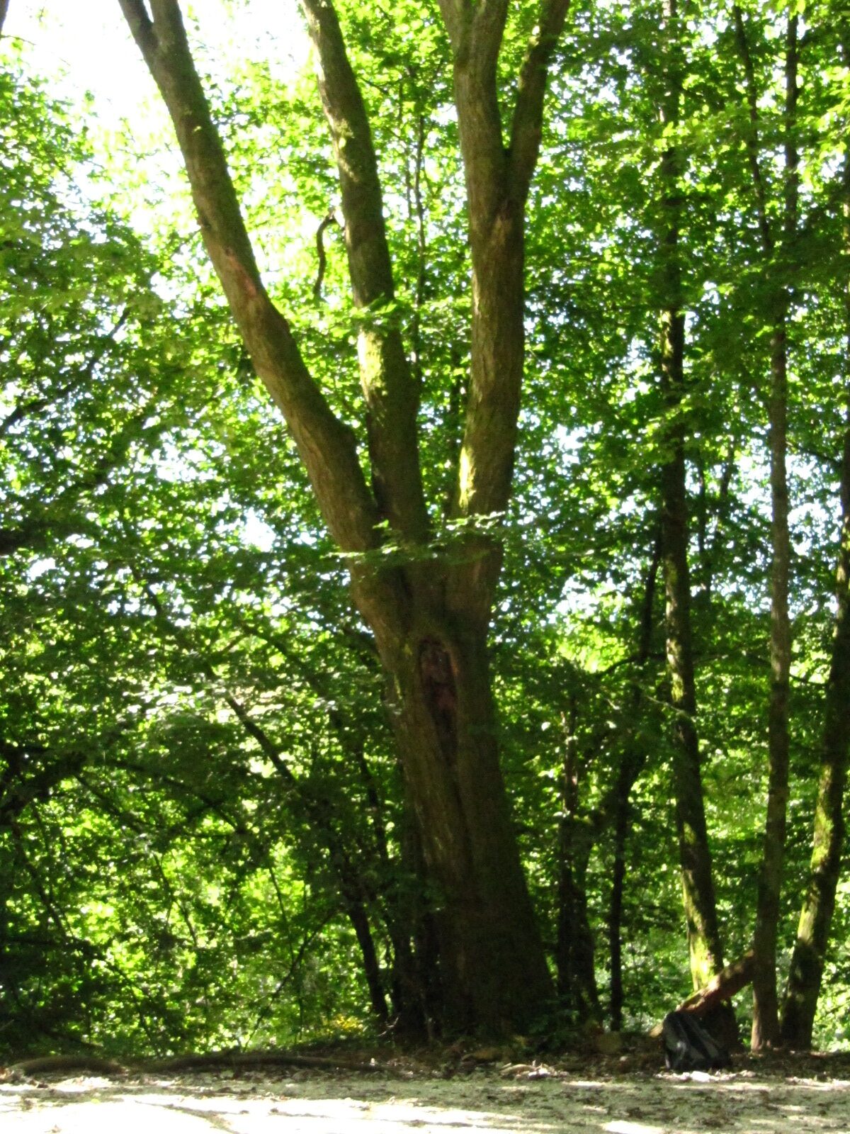 Sorbus aria - Hilscheid - Aug. 2024
