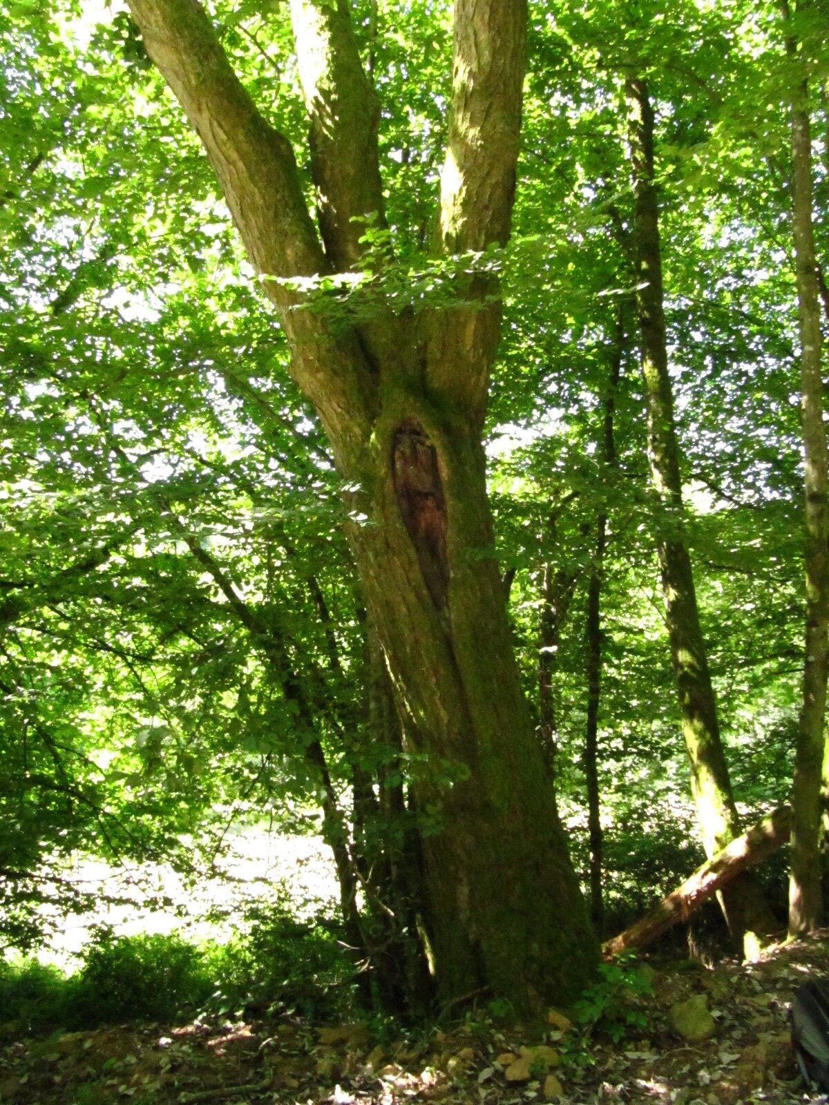 Sorbus aria - Hilscheid - Aug. 2024