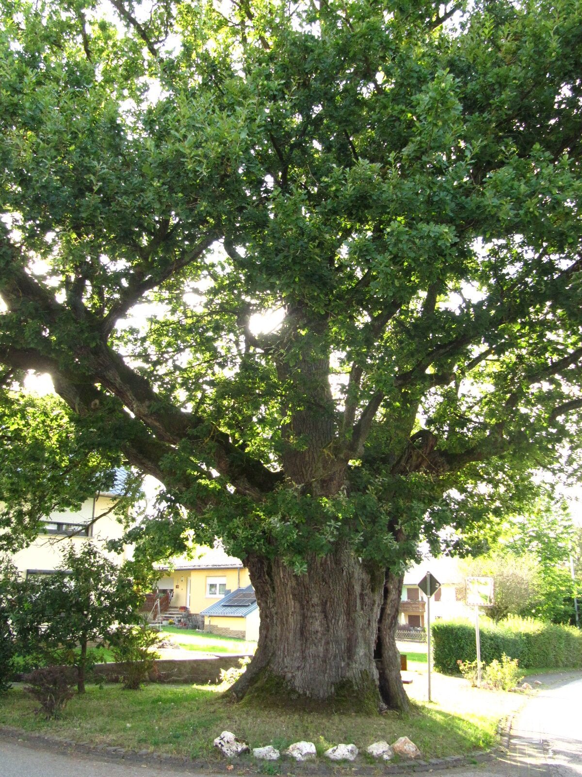 Quercus robur - Buch - Aug. 2024