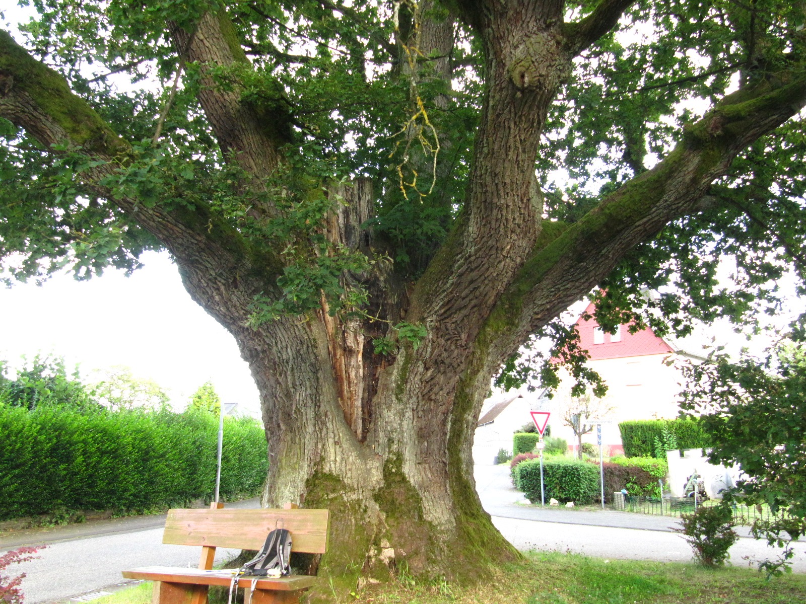 Quercus robur - Buch - Aug. 2024