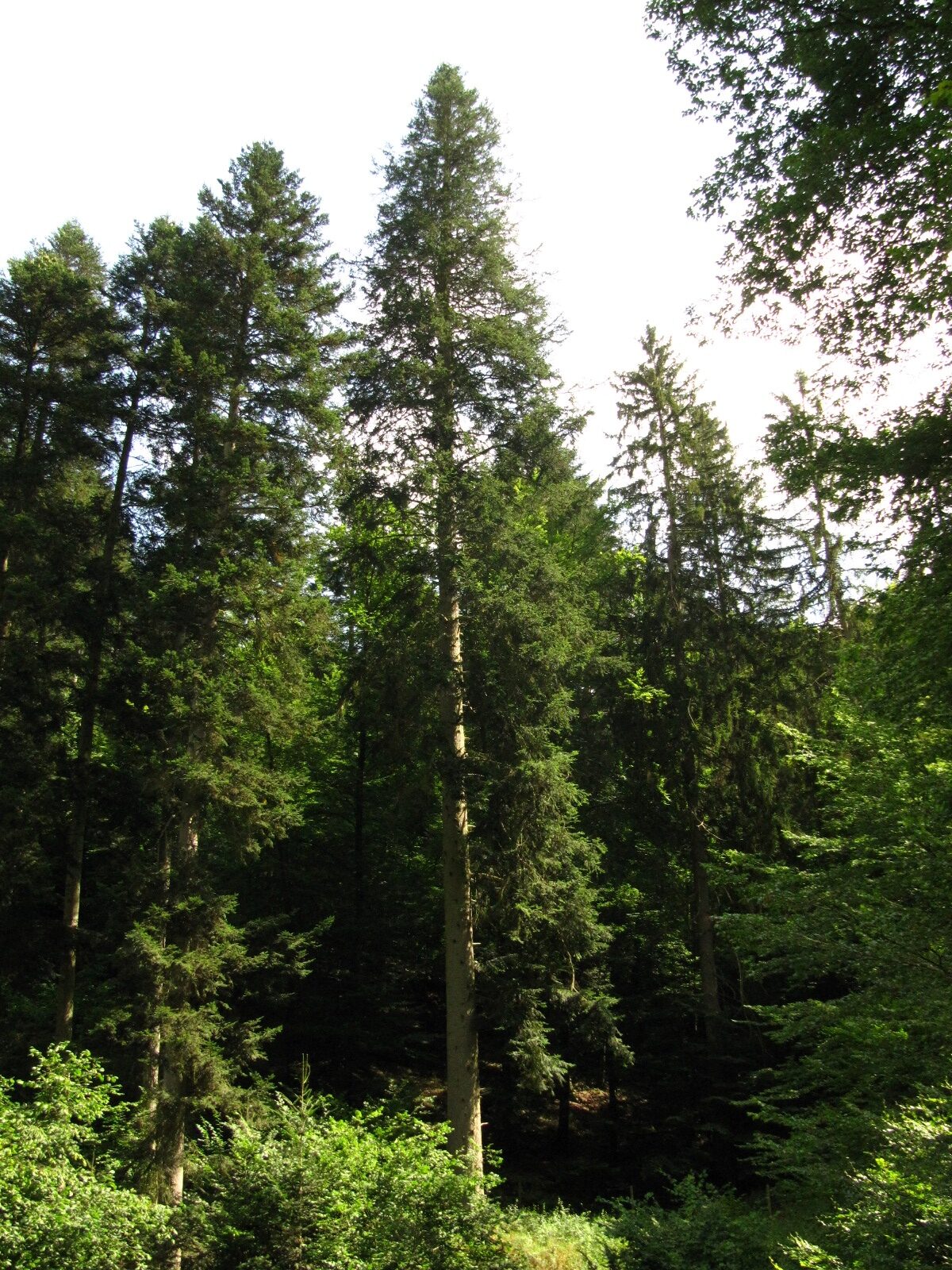 Abies alba - Forst - Aug. 2024