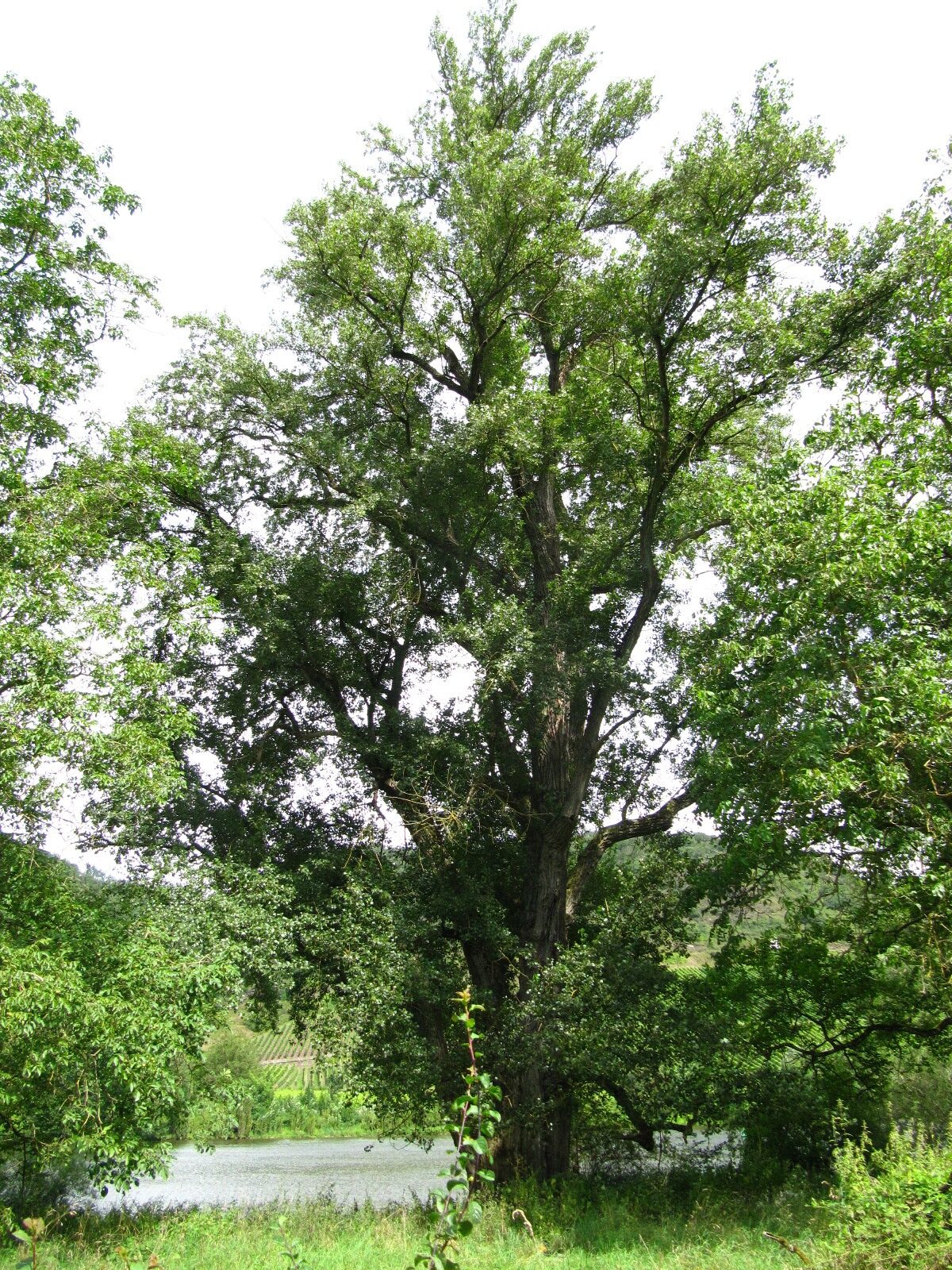 Populus nigra - NSG Pommerheld bei Bruttig - Aug. 2024