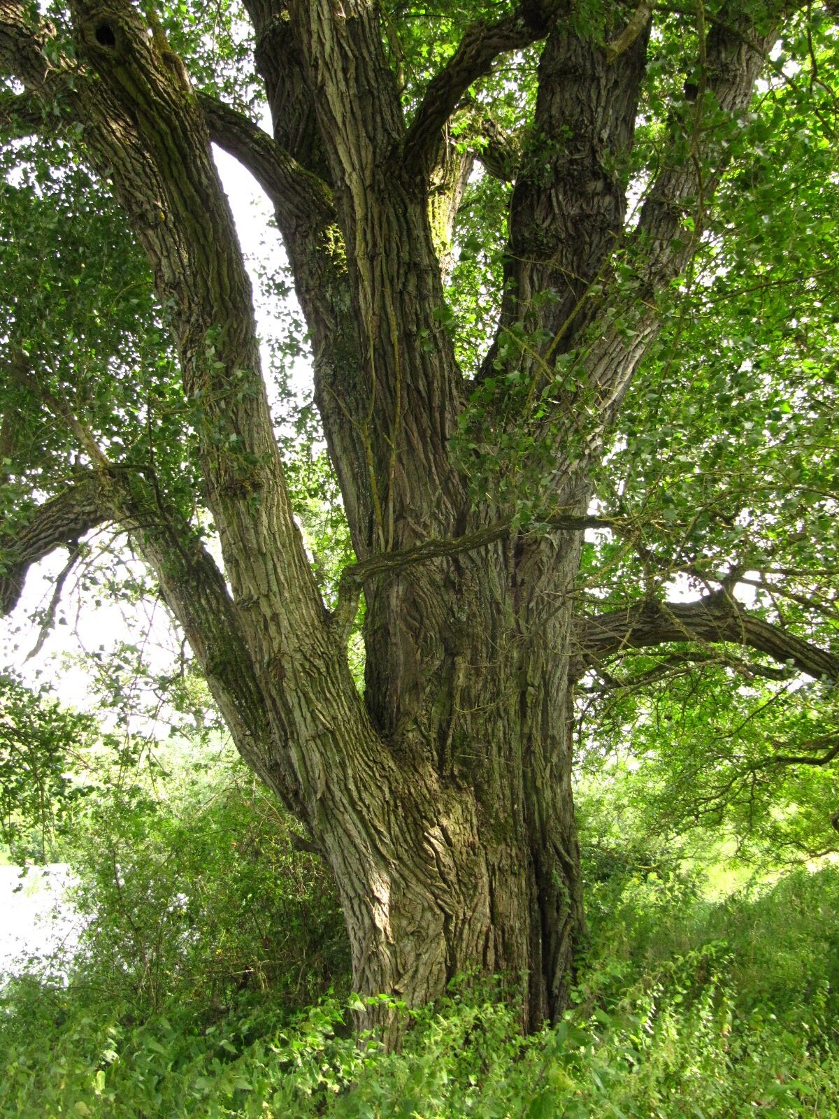 Populus nigra - NSG Pommerheld bei Bruttig - Aug. 2024