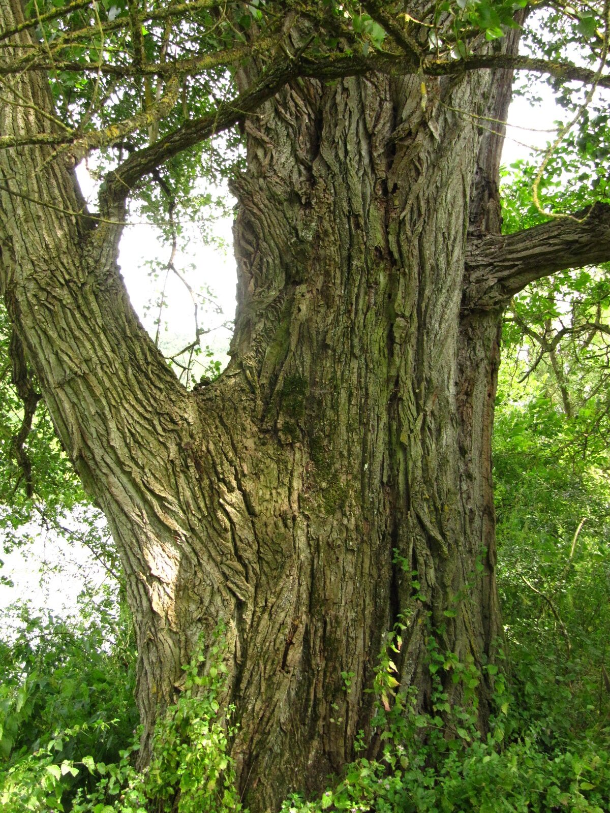 Populus nigra - NSG Pommerheld bei Bruttig - Aug. 2024