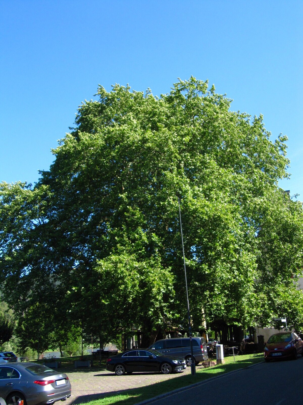Platanus orientalis - Bruttig - Aug. 2024