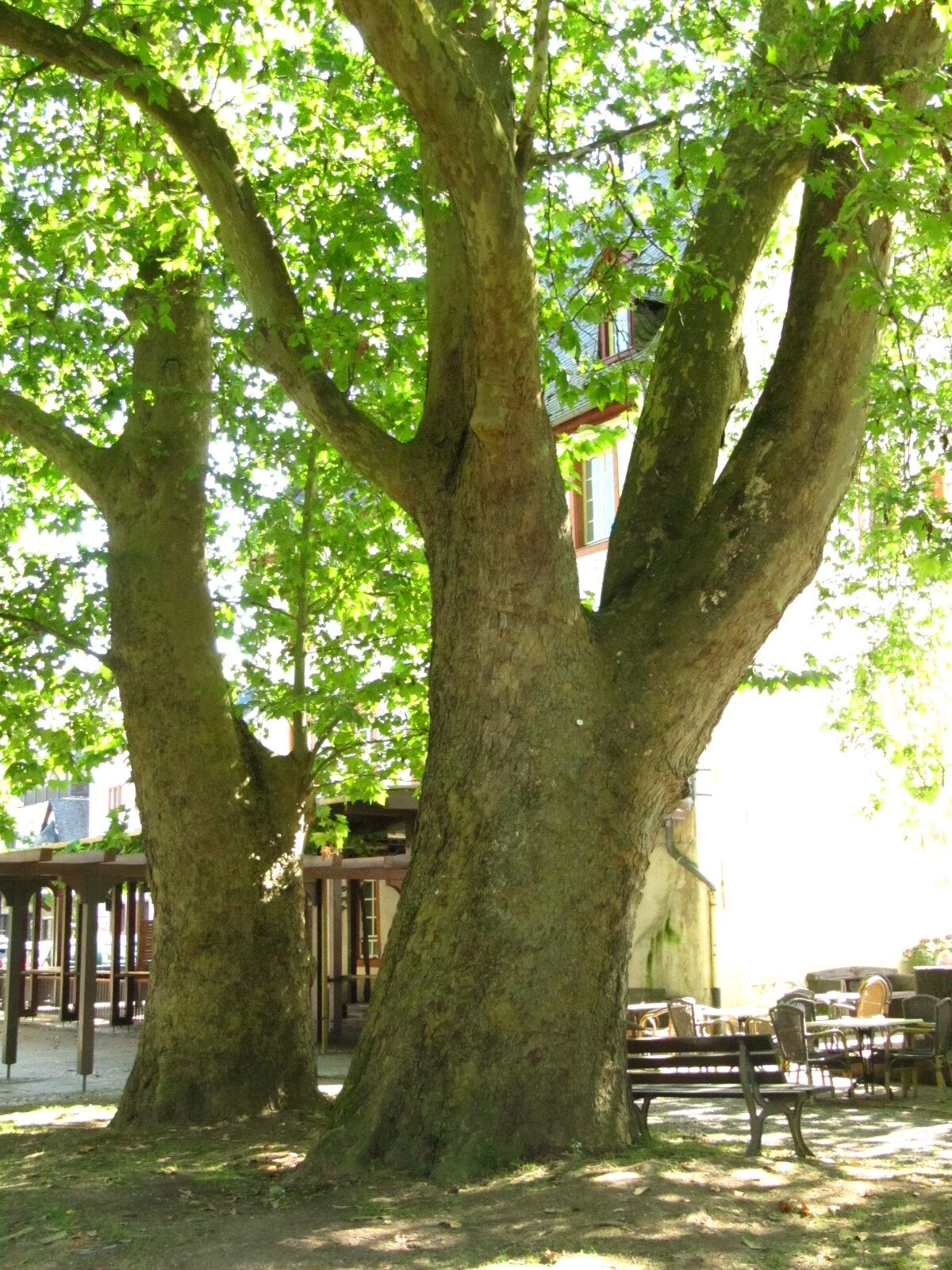 Platanus orientalis - Bruttig - Aug. 2024