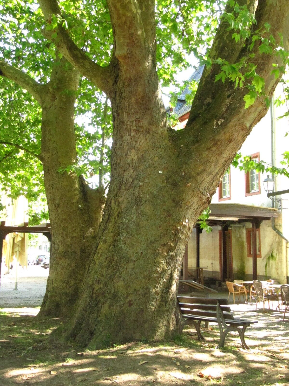 Platanus orientalis - Bruttig - Aug. 2024