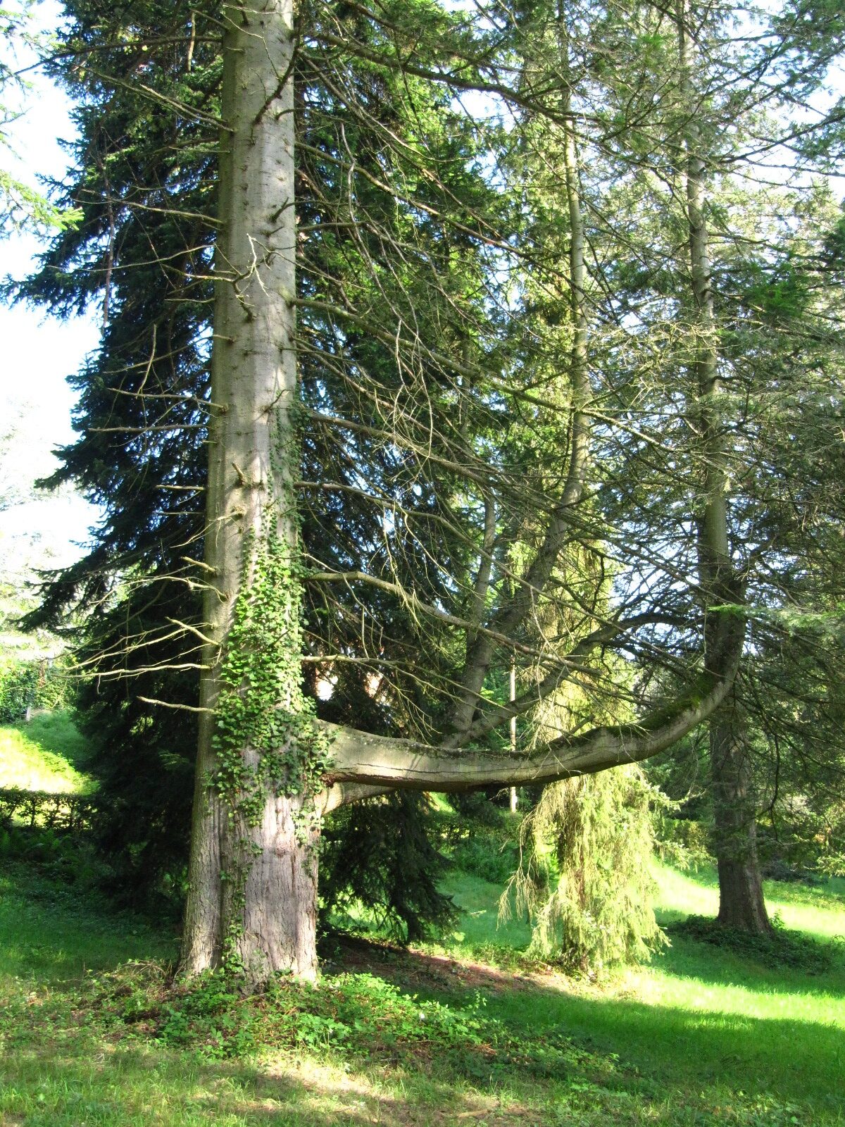 Abies grandis - Trier - August 2024