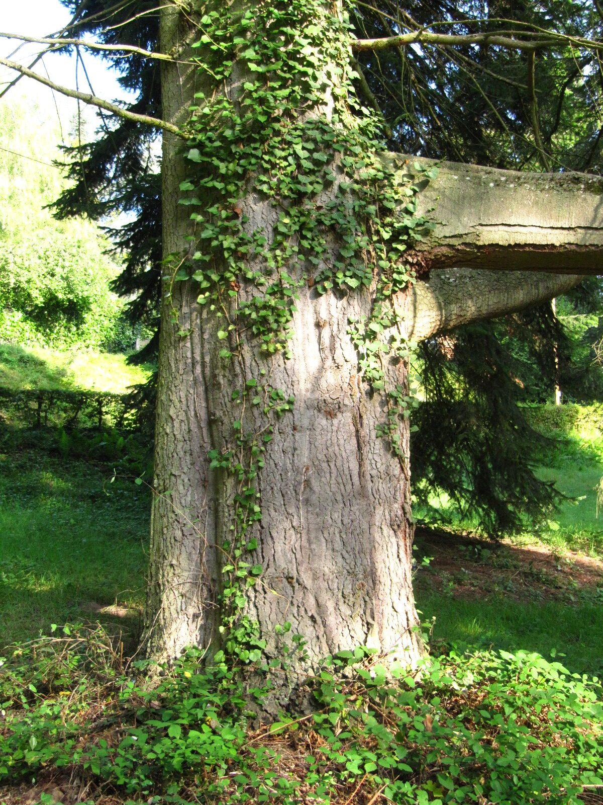 Abies grandis - Trier - August 2024