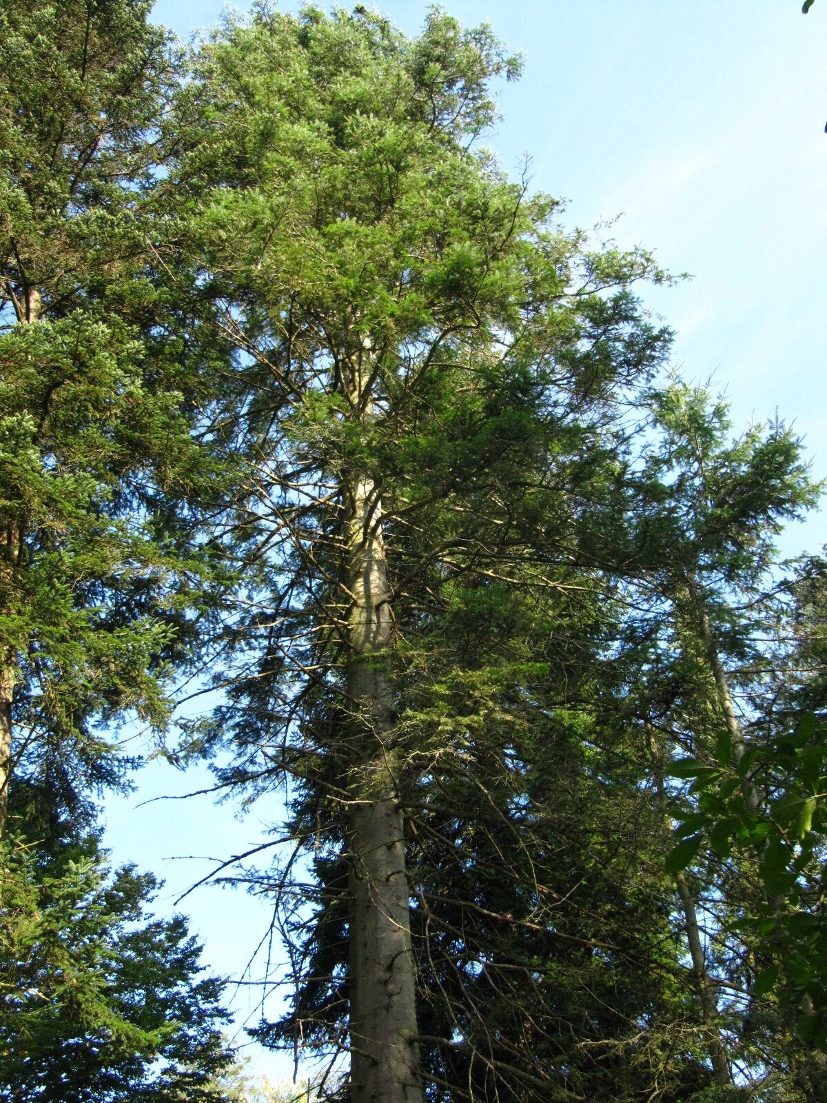 Abies grandis - Trier - August 2024
