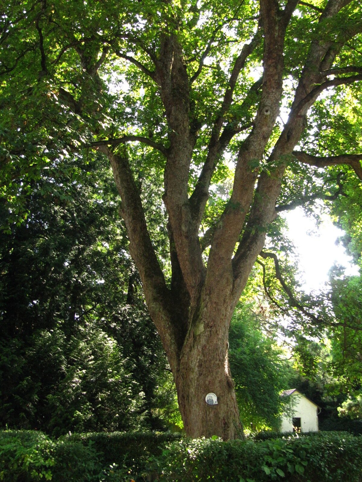 Acer pseudoplatanus - Trier - Aug. 2024
