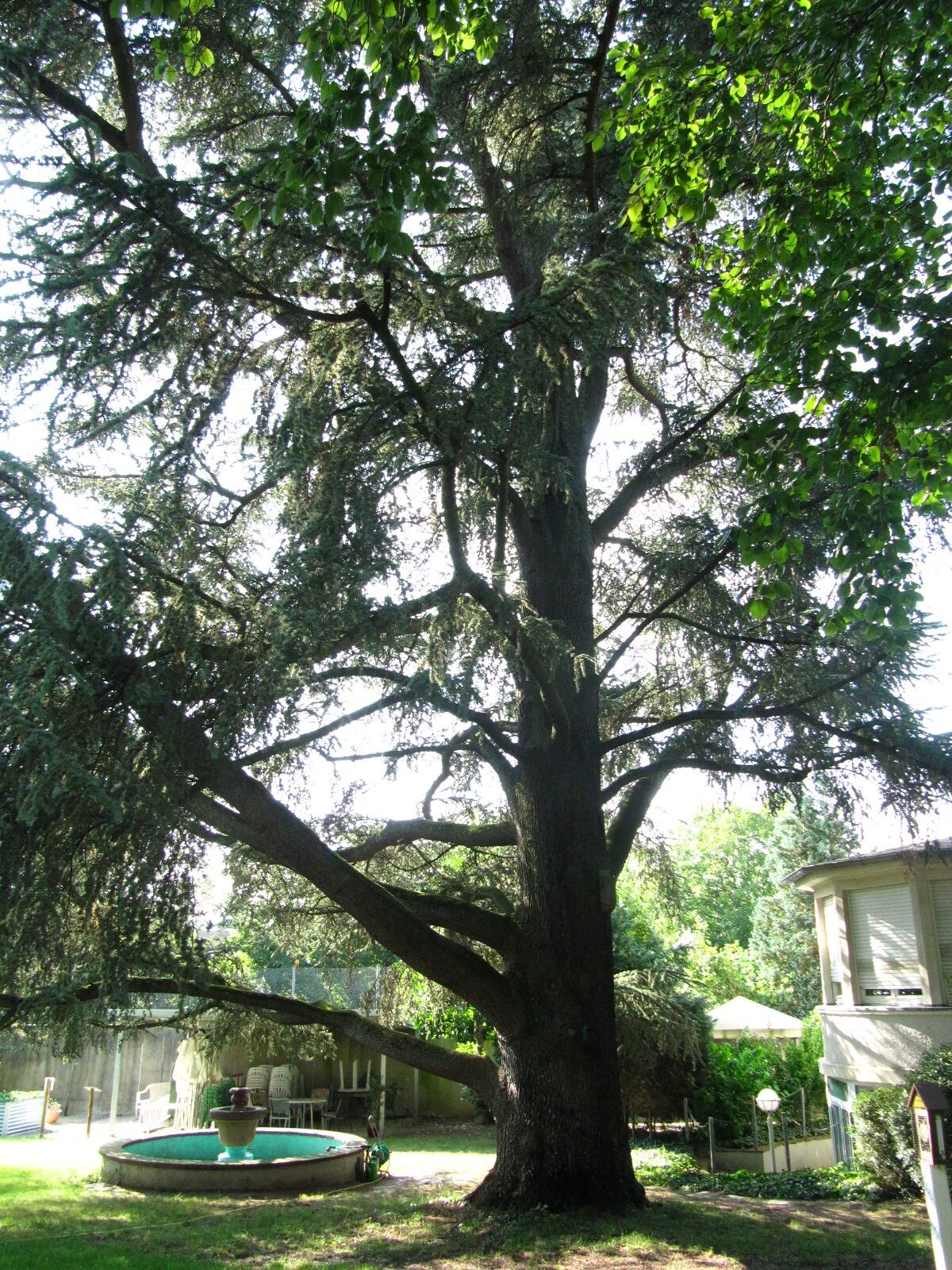Cedrus atlantica 'Glauca' - Trier - Aug. 2024