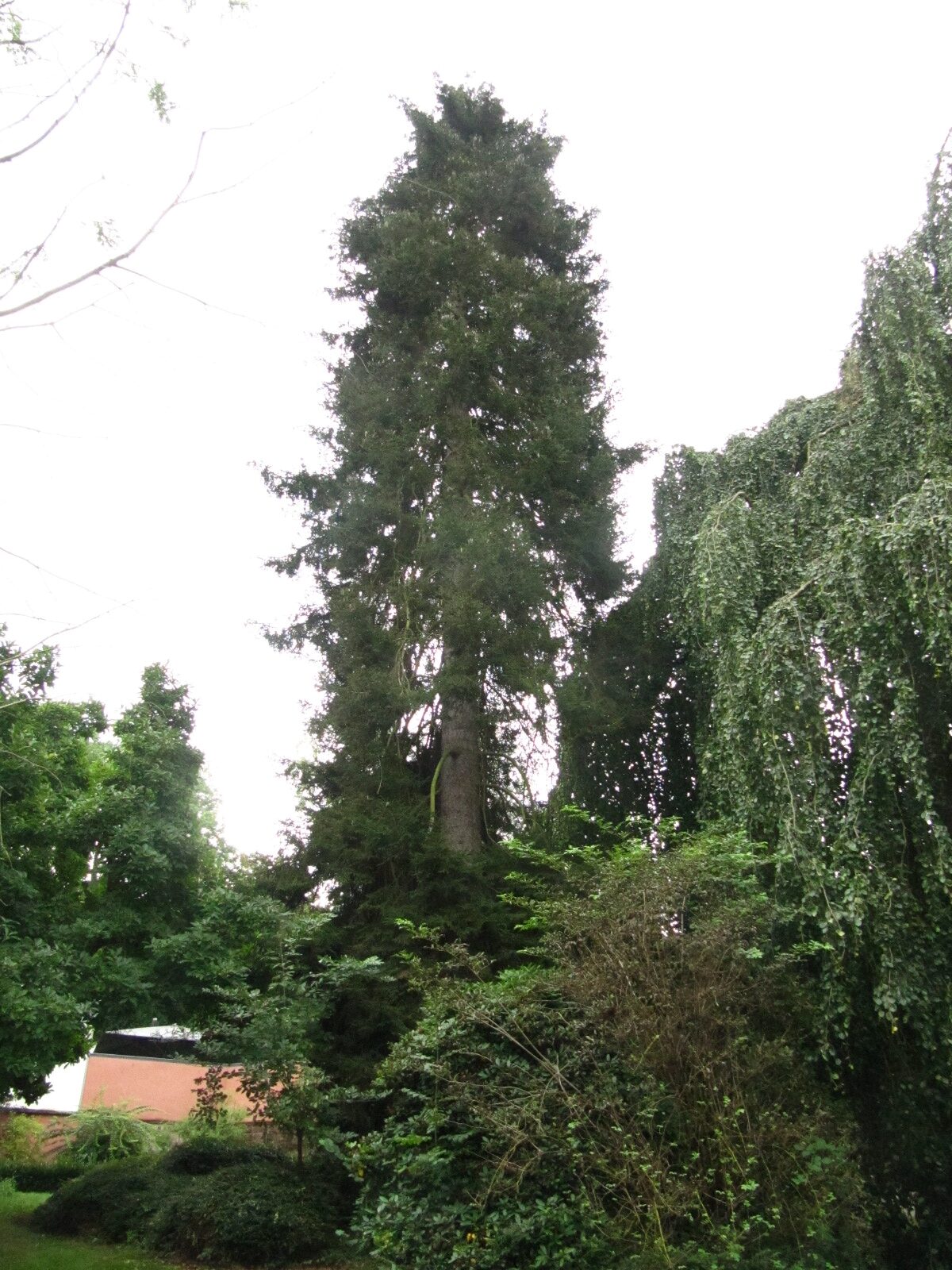 Picea orientalis - Trier-Kürenz - Aug. 2024