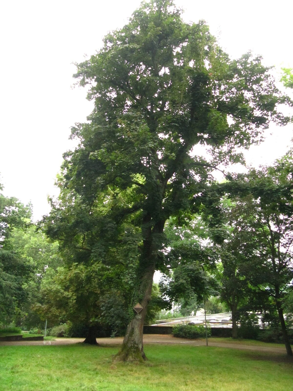 Acer platanoides 'Schwedleri' - Trier-Kürenz - Aug. 2024