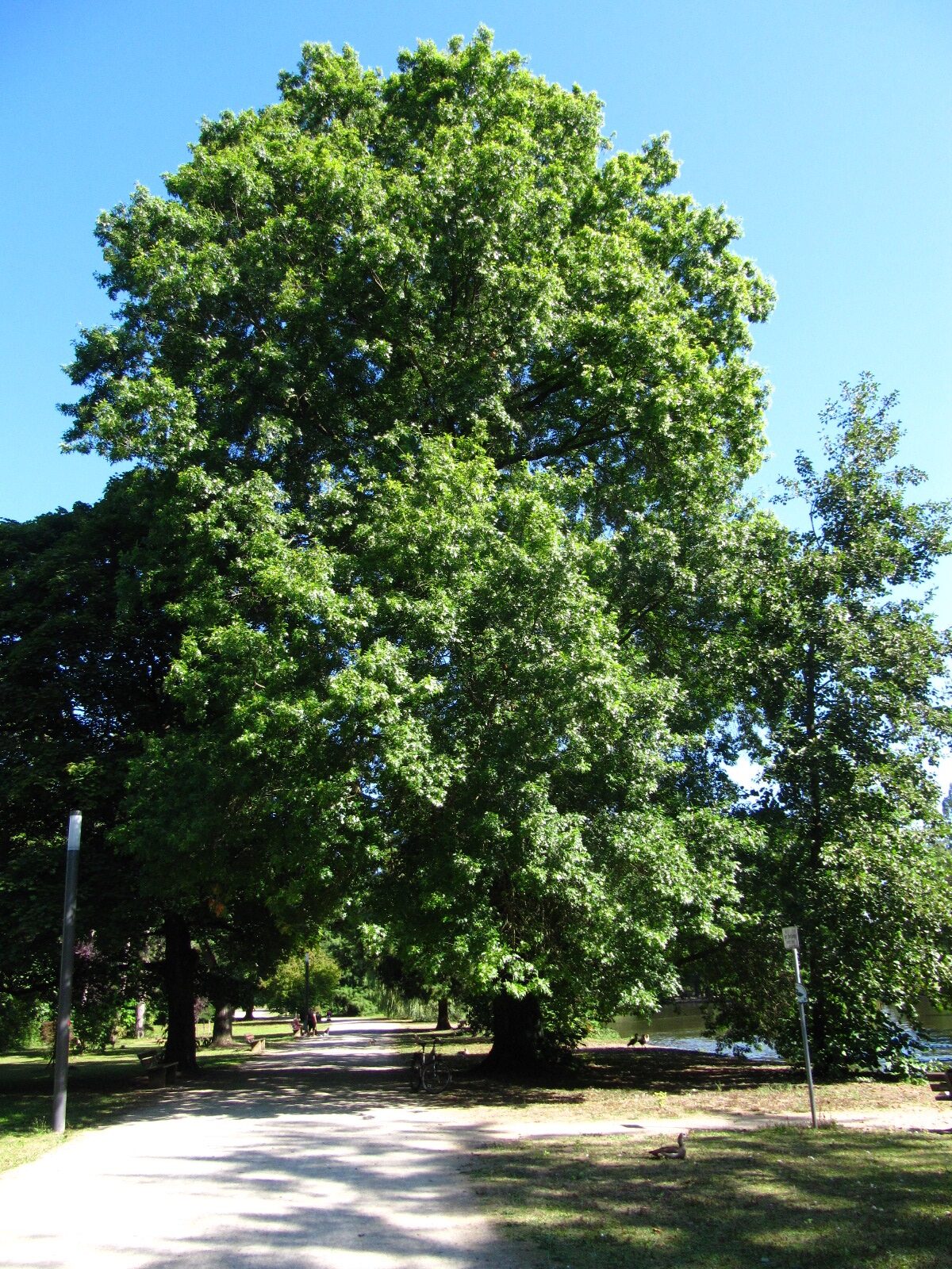 palustris Quercus