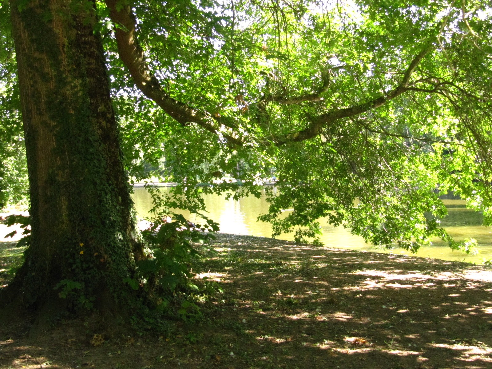 Quercus palustris - Trier-Nord - August 2024