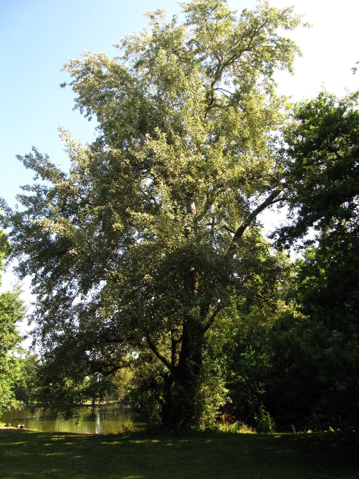 alba Populus