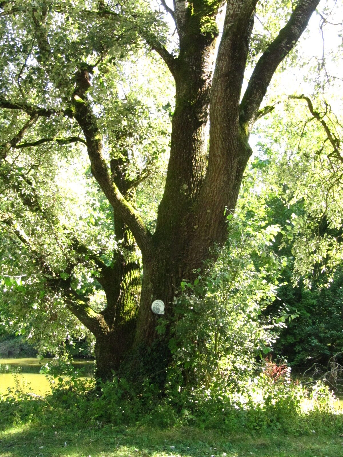 Populus alba - Trier-Nord - Aug. 2024