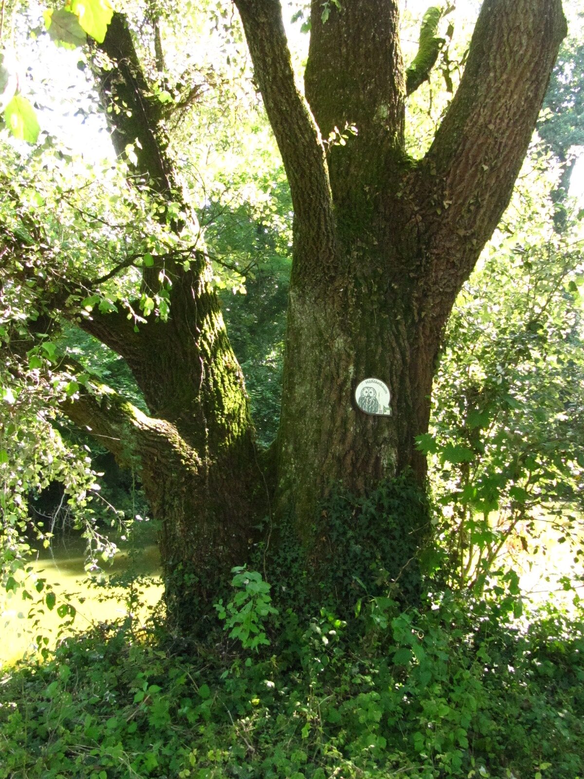 Populus alba - Trier-Nord - Aug. 2024