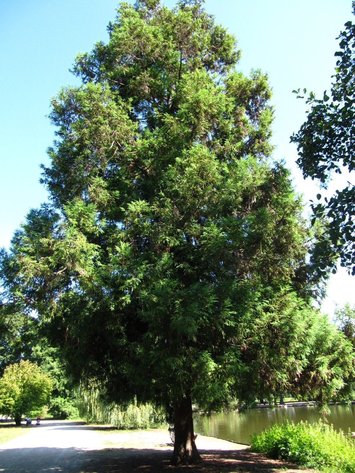 Cryptomeria japonica