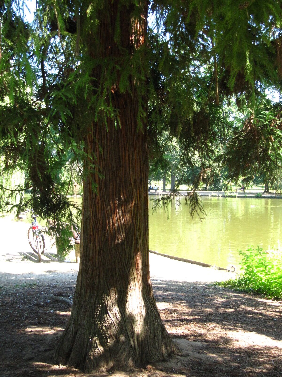 Cryptomeria japonica - Trier-Nord - Aug. 2024