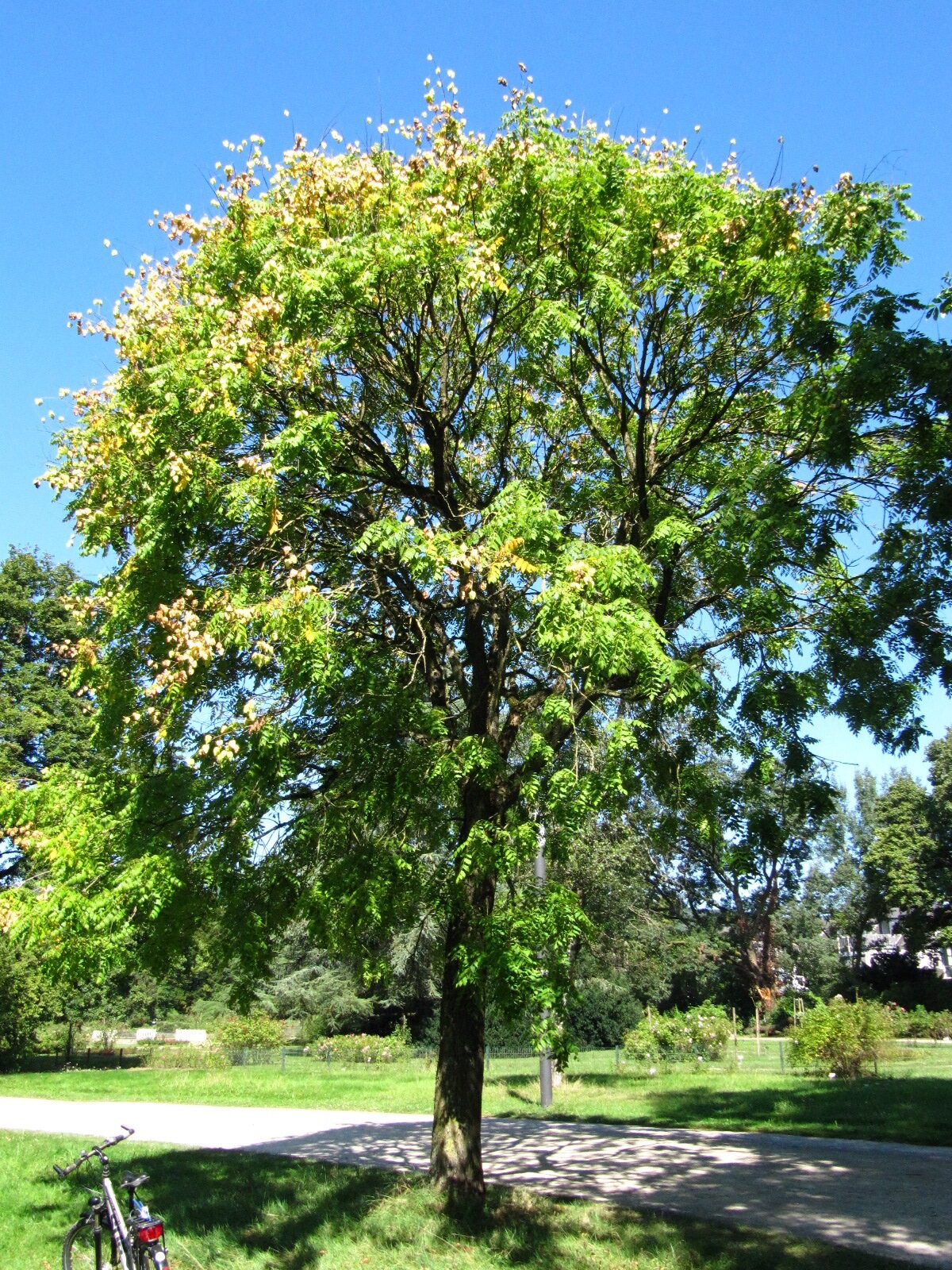 Koelreuteria paniculata
