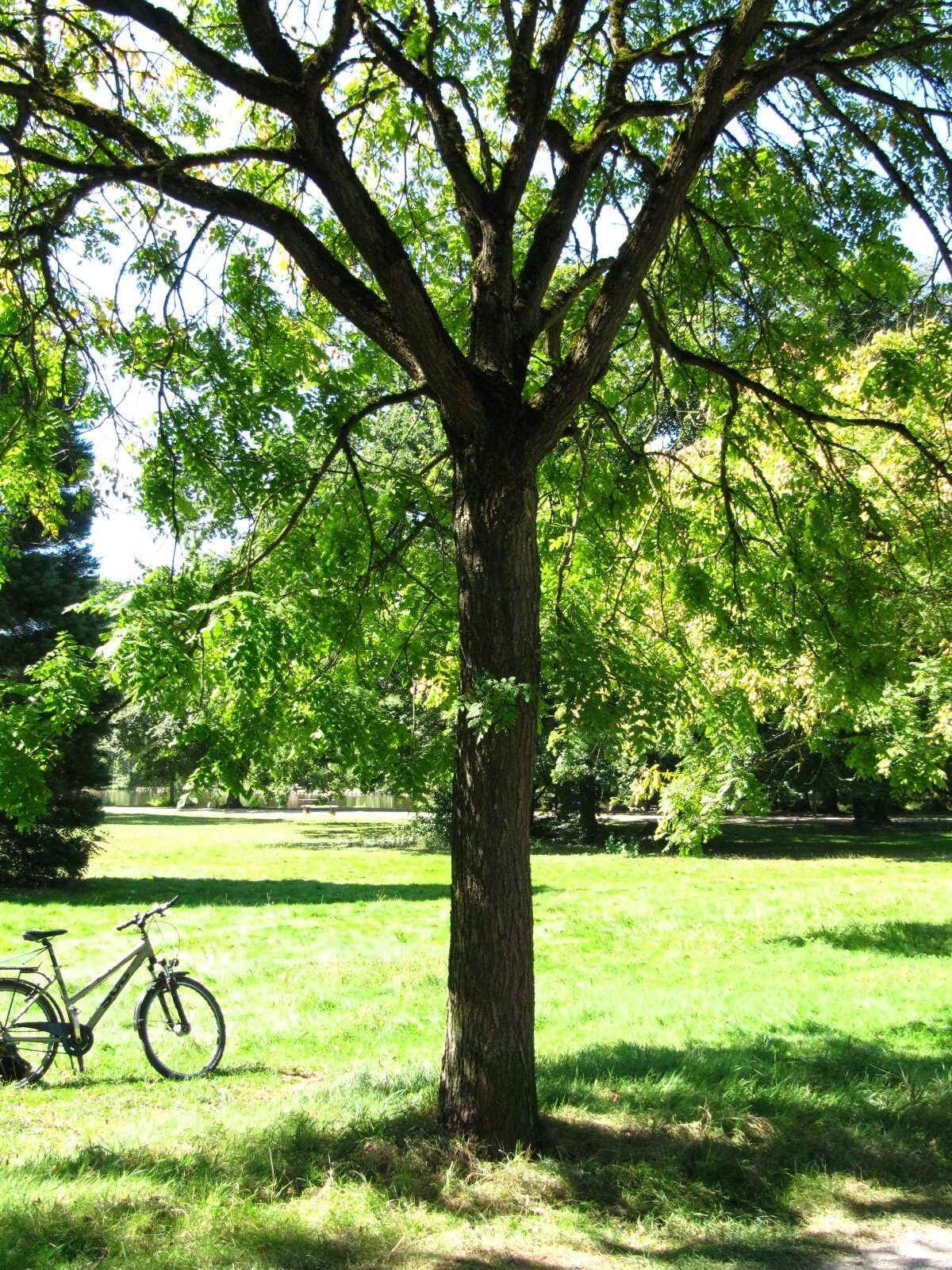 Koelreuteria paniculata - Trier-Nord - Aug. 2024