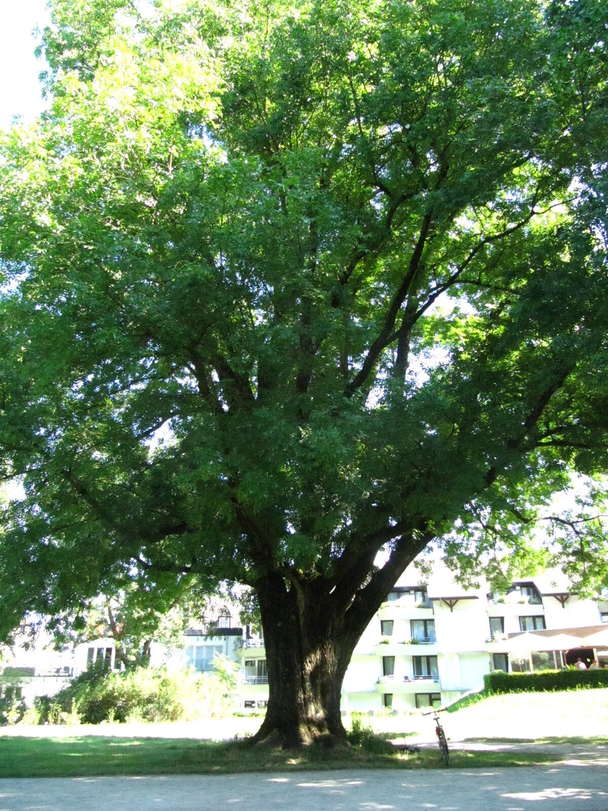 excelsior Fraxinus