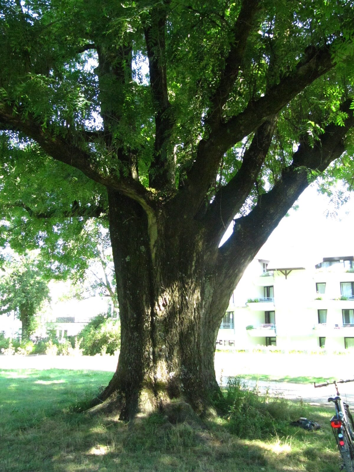 Fraxinus excelsior - Trier-Nord - Aug. 2024