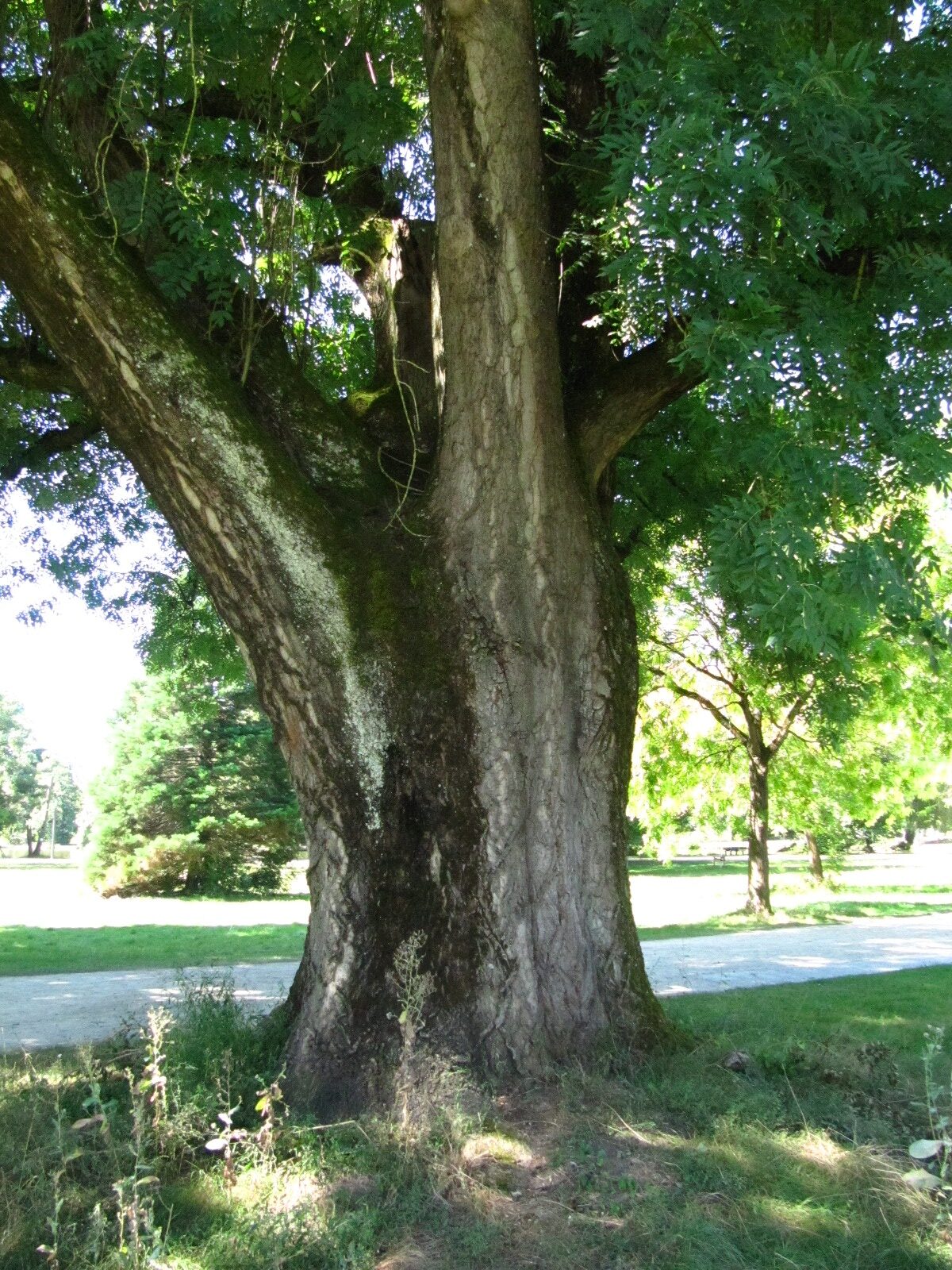 Fraxinus excelsior - Trier-Nord - Aug. 2024