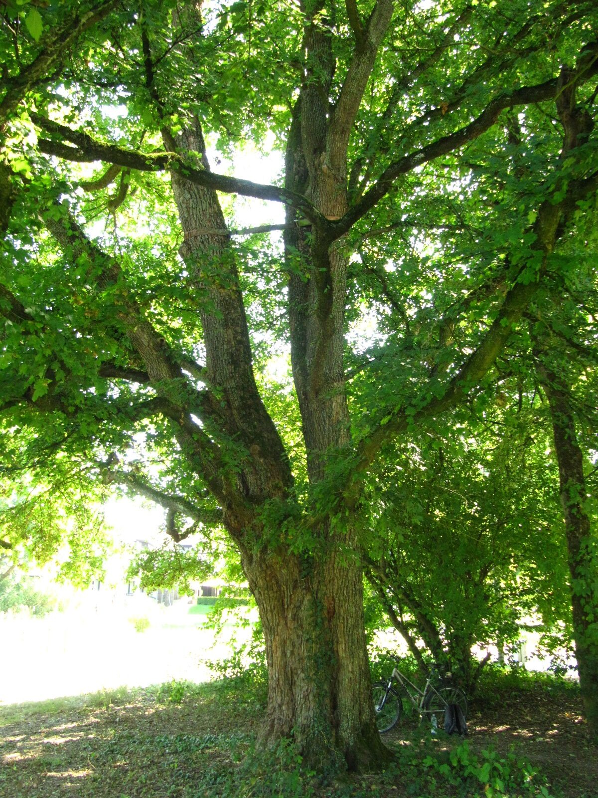 Acer campestre